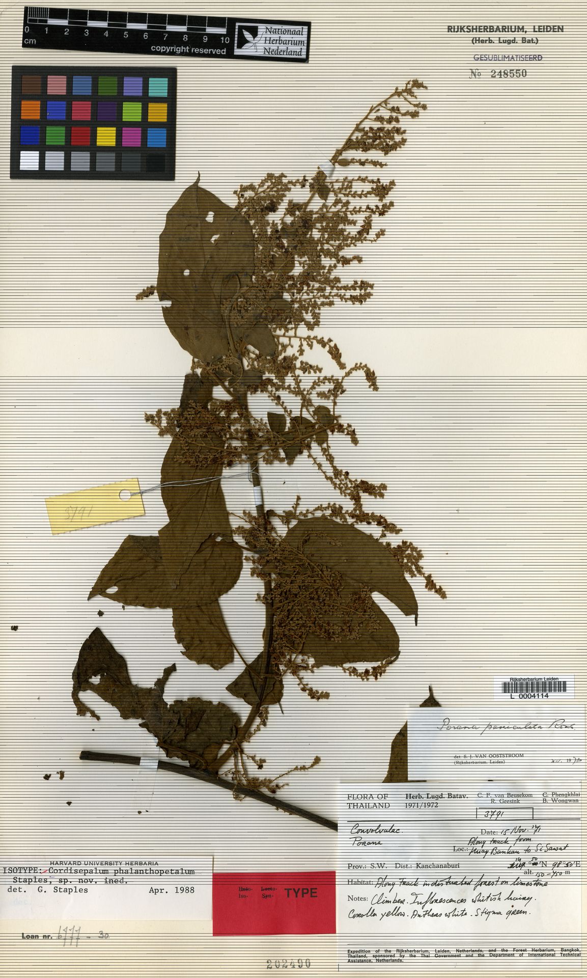 Cordisepalum phalanthopetalum