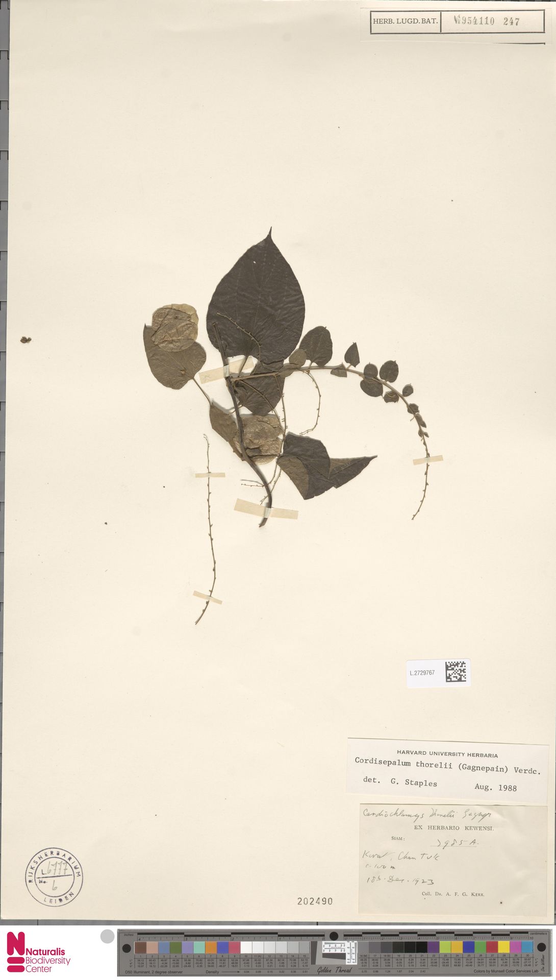 Cordisepalum thorelii
