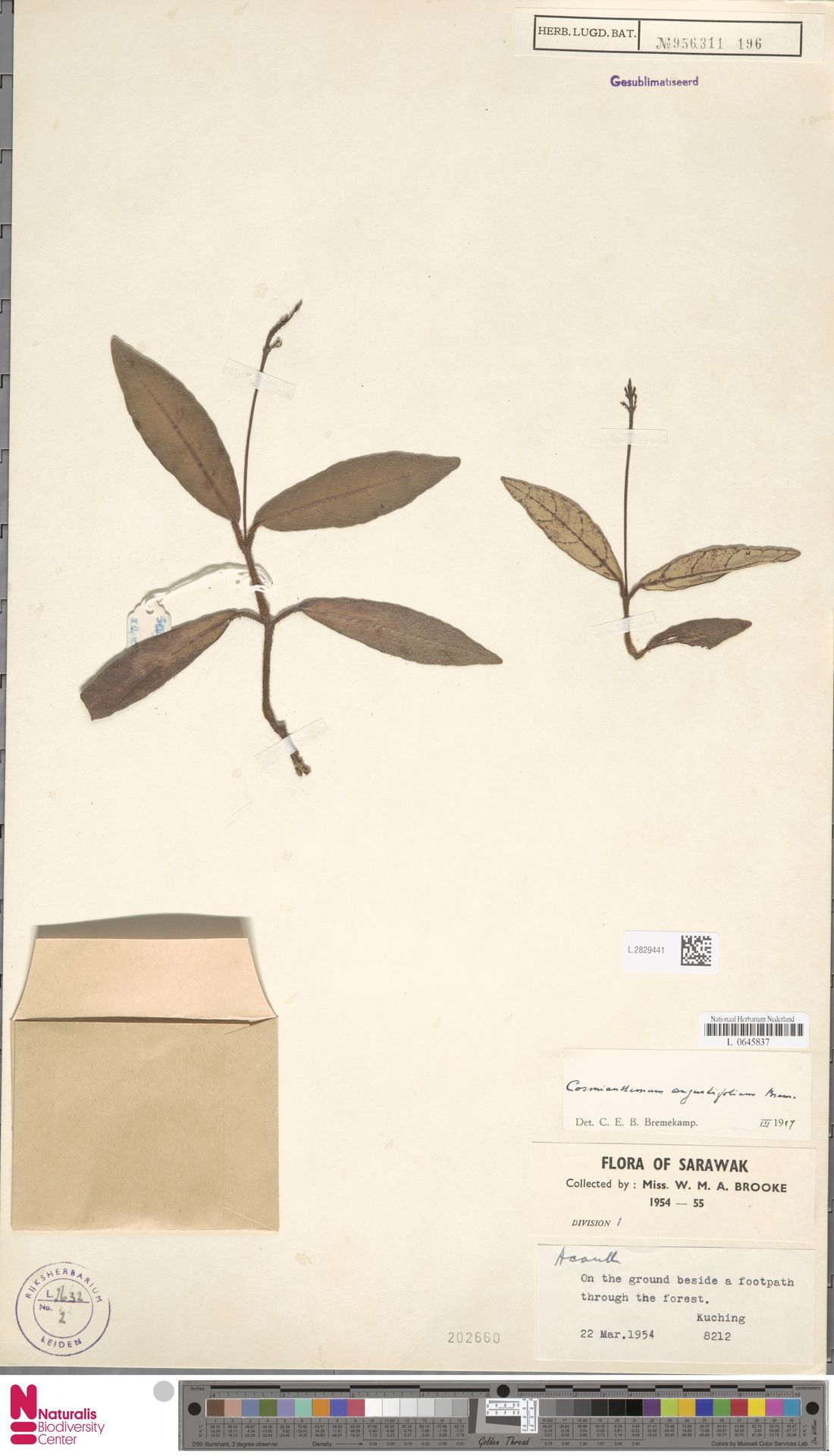 Cosmianthemum angustifolium