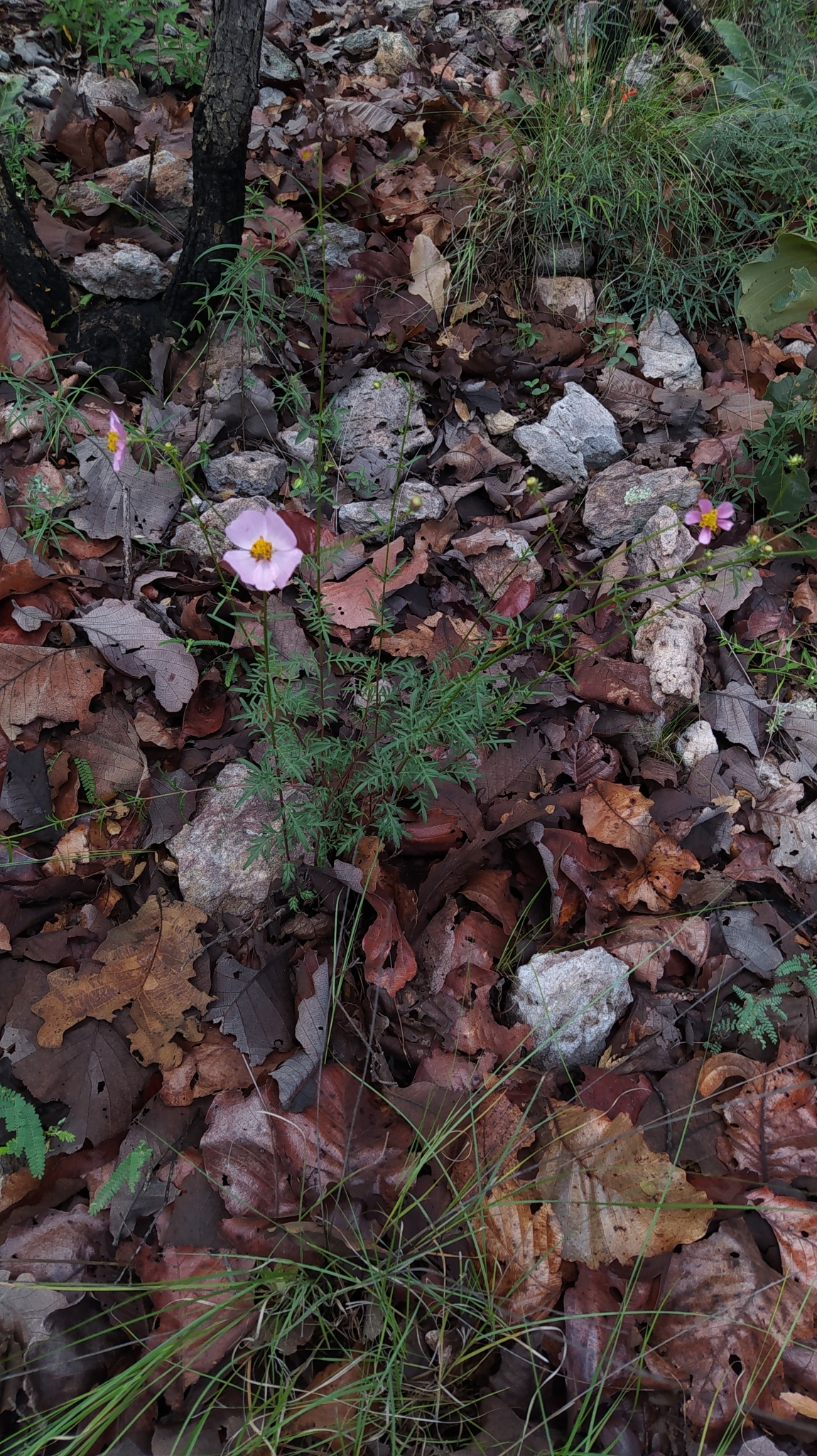 Cosmos intercedens