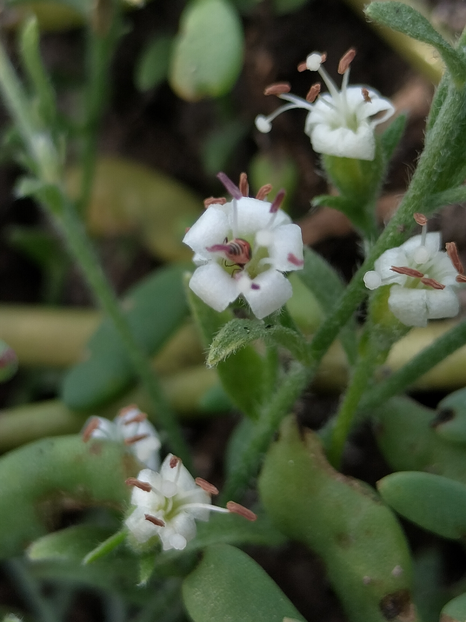 Cressa truxillensis