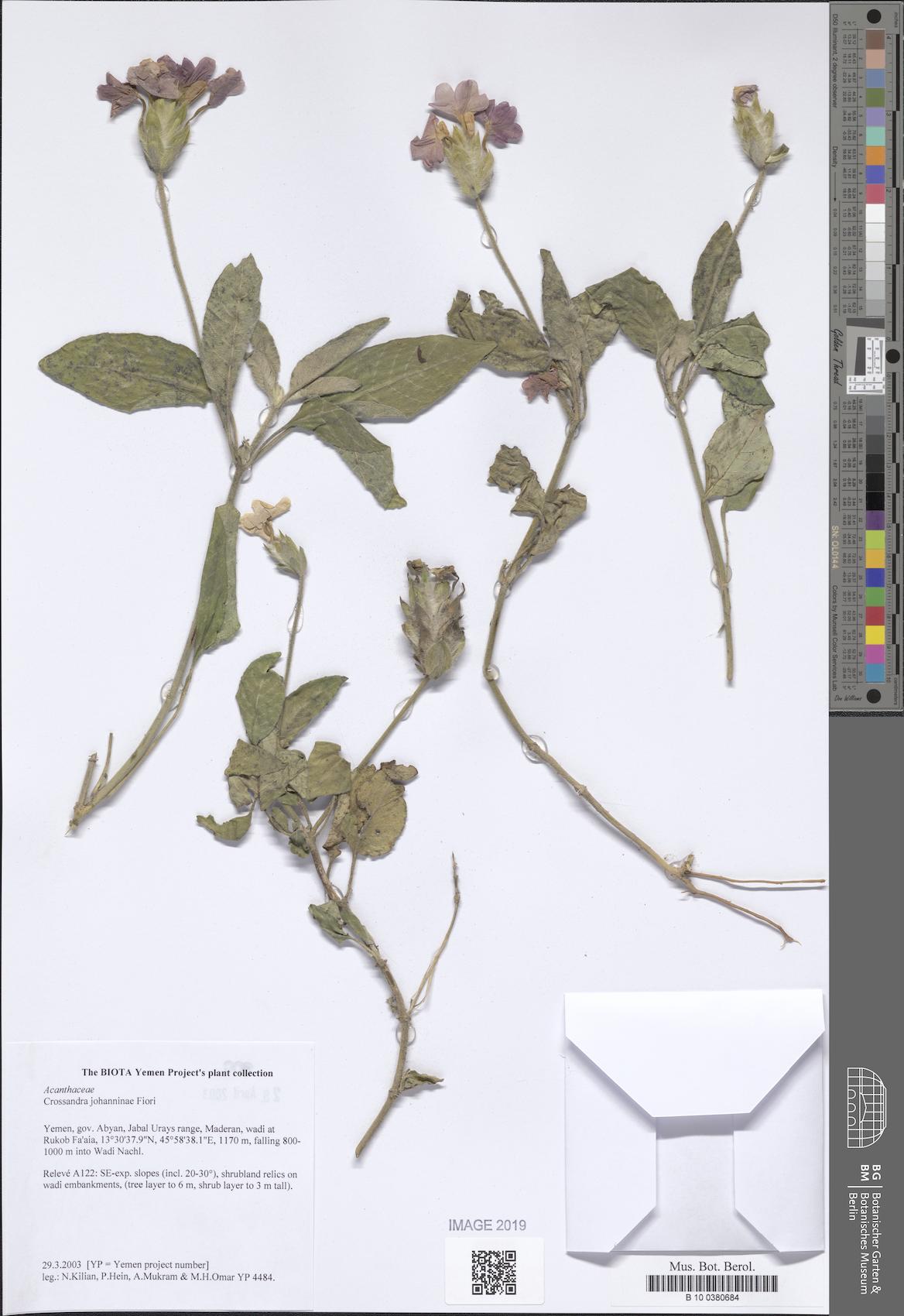 Crossandra johanninae
