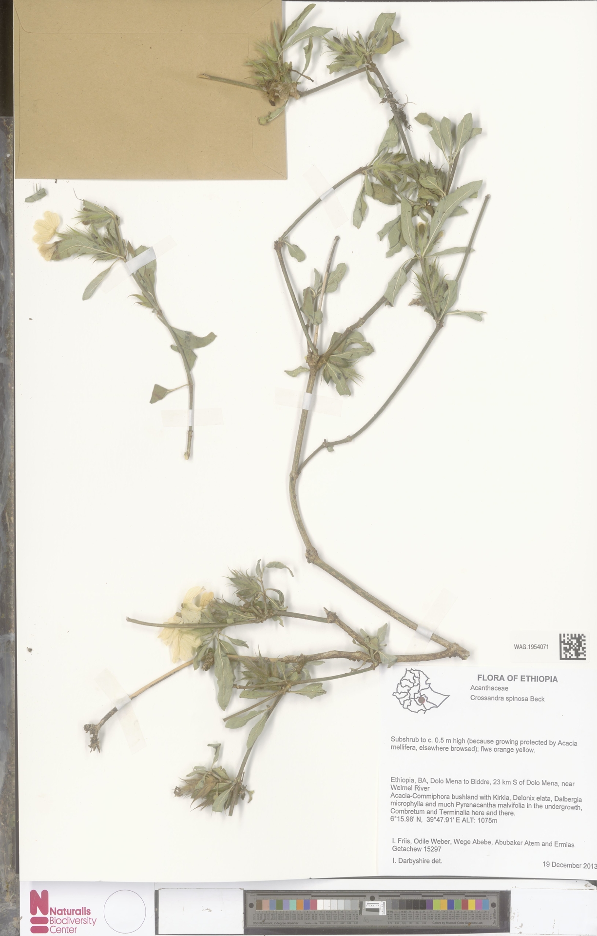 Crossandra spinosa