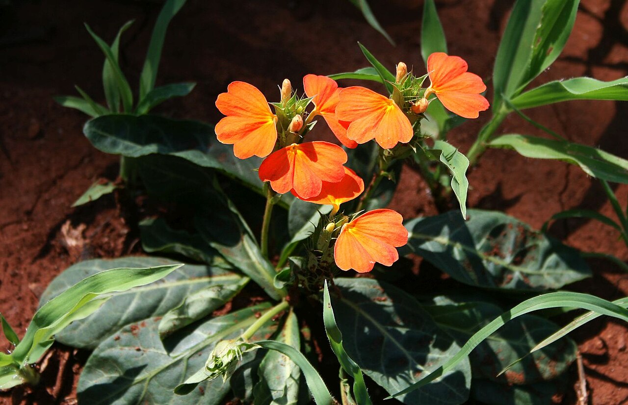 Crossandra zuluensis