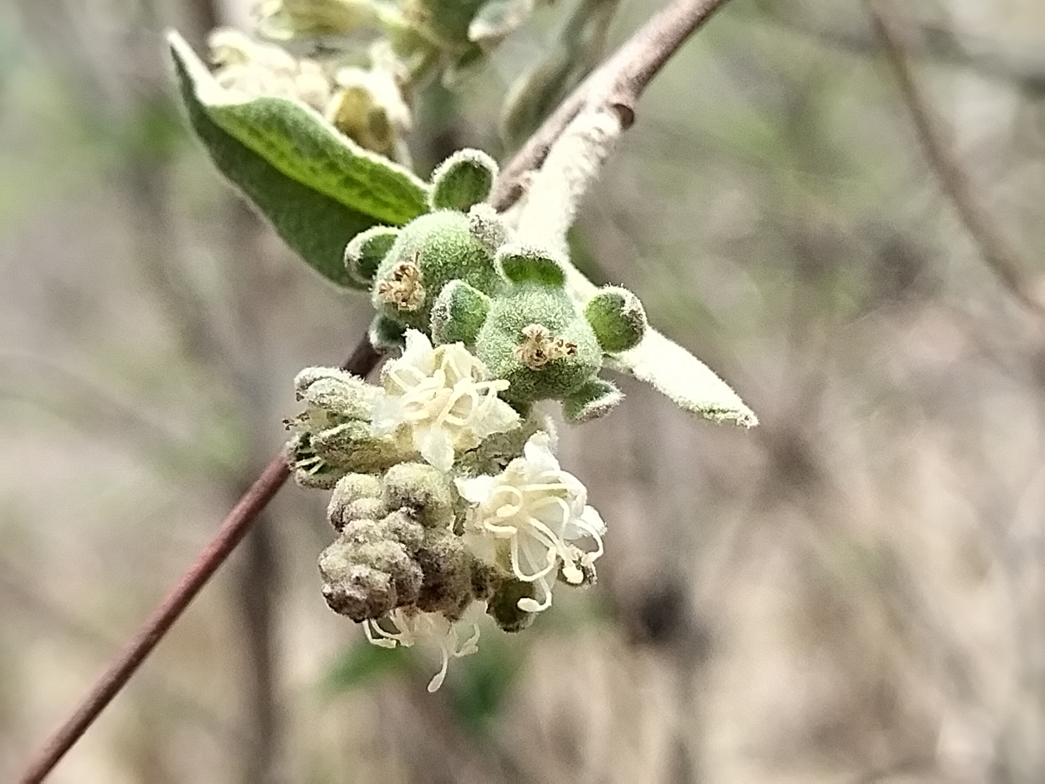 Croton alamosanus