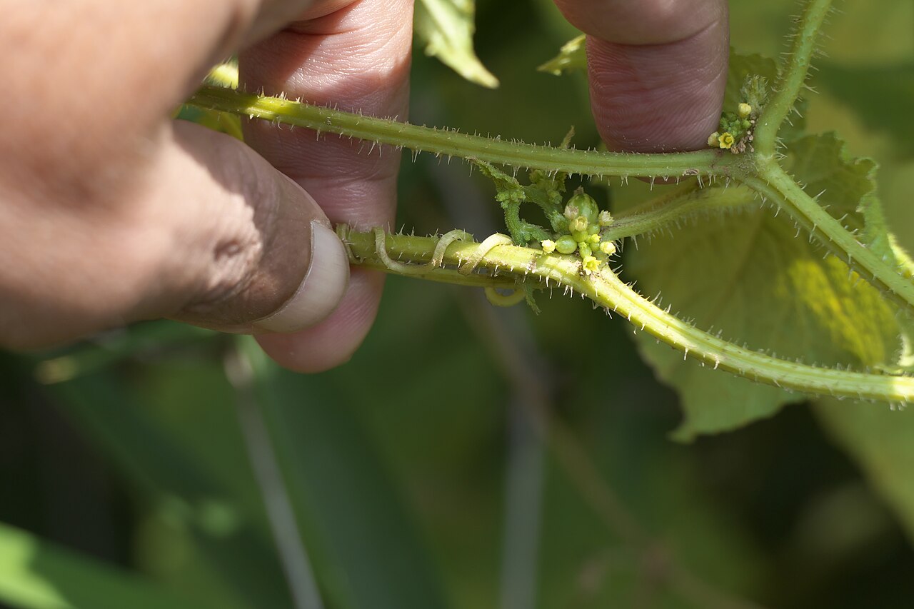 Cucumis ritchiei