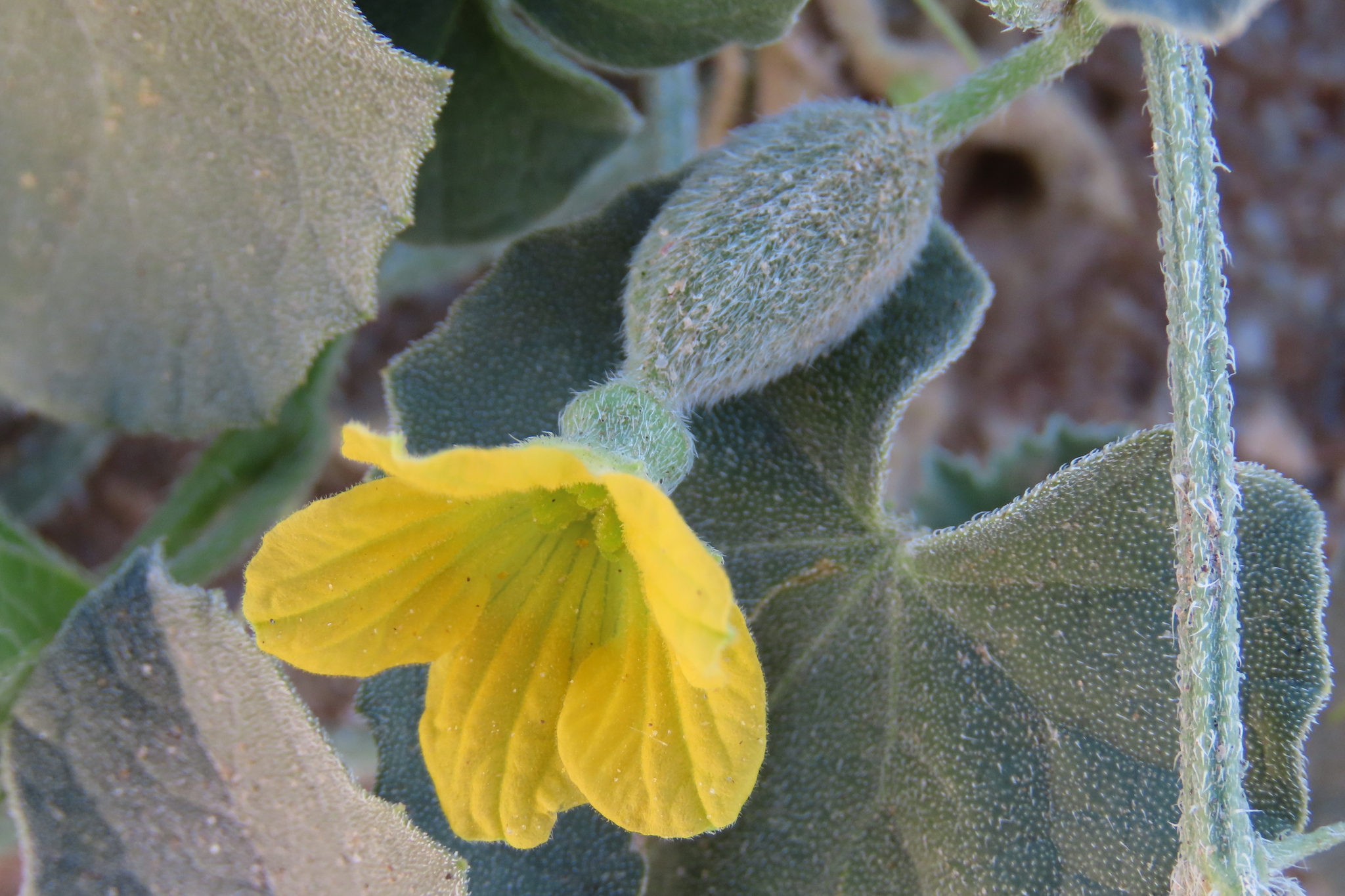Cucumis sagittatus