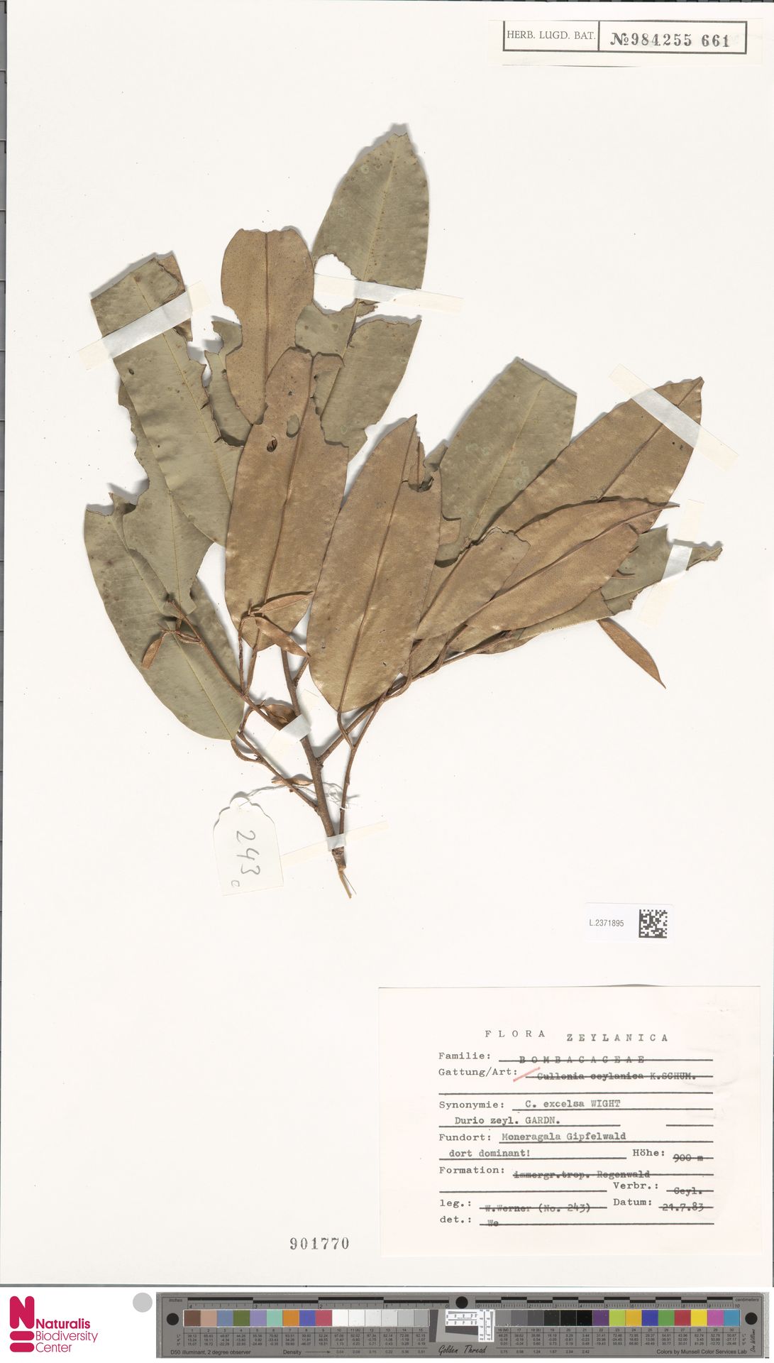 Cullenia zeylanica