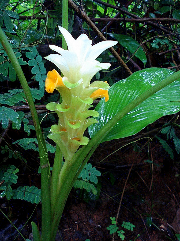 Curcuma aruna