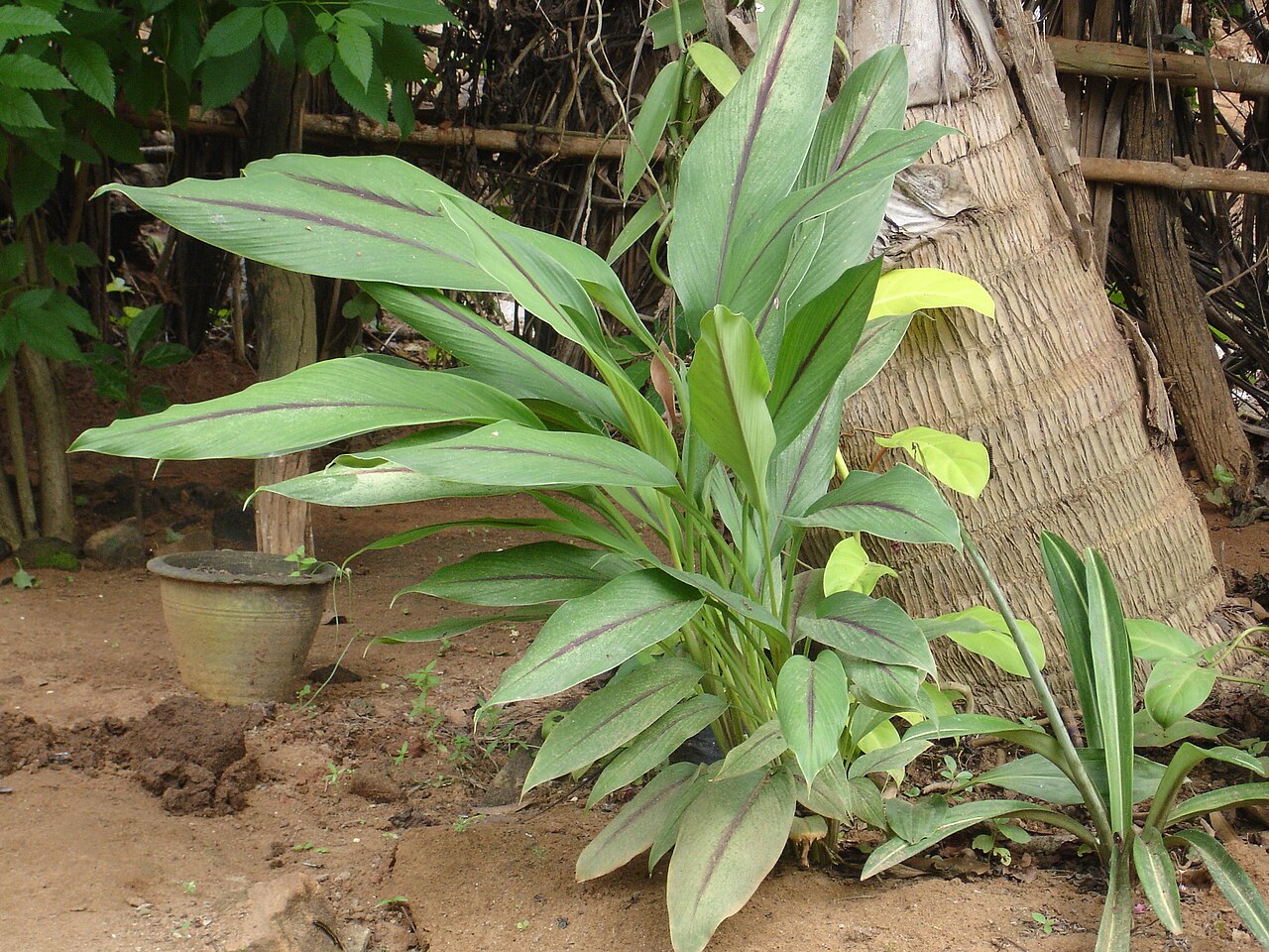 Curcuma caesia