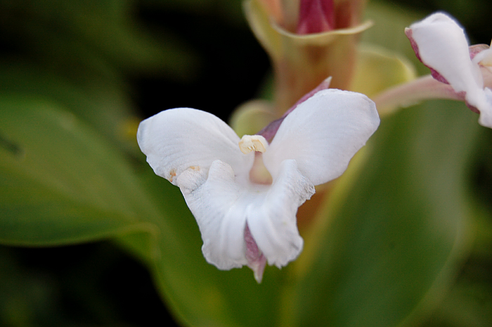 Curcuma caulina