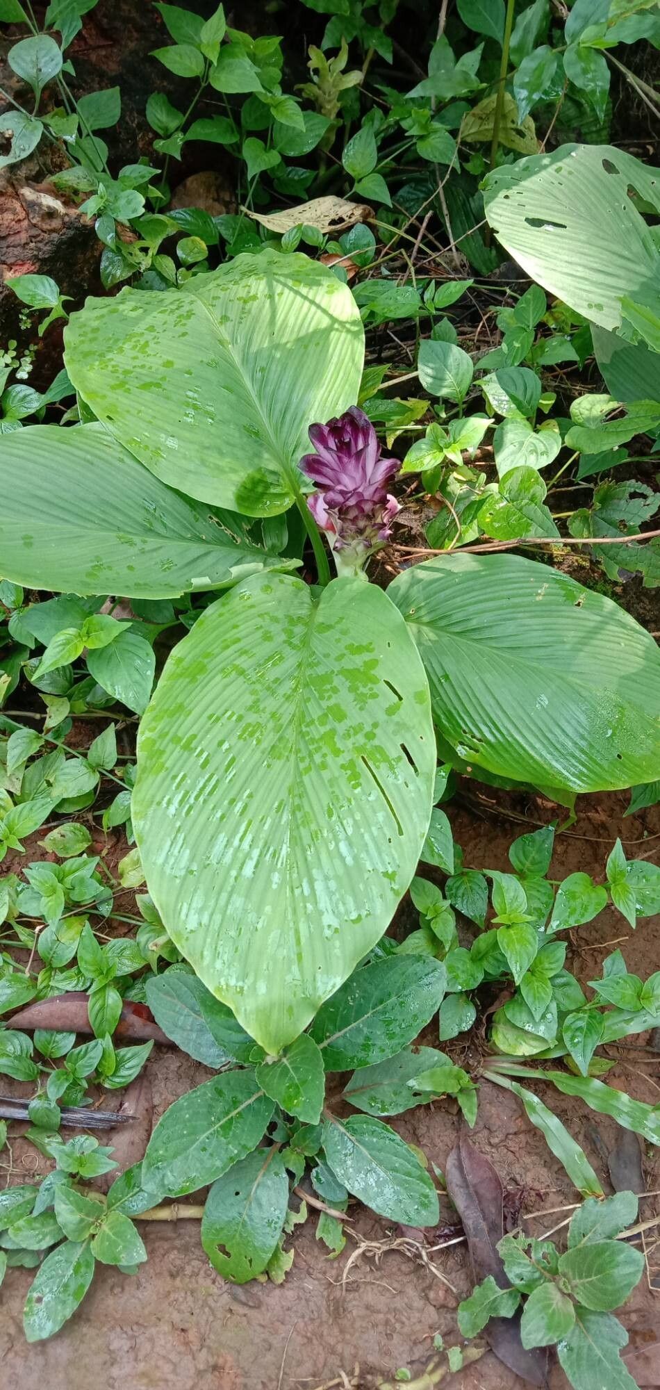 Curcuma decipiens