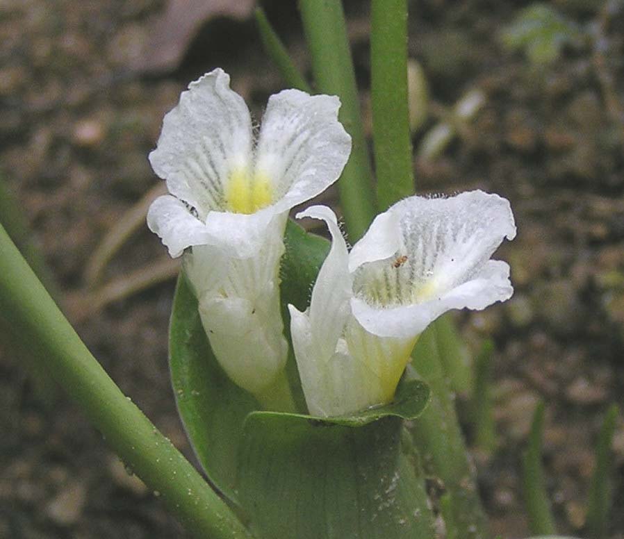 Curcuma involucrata