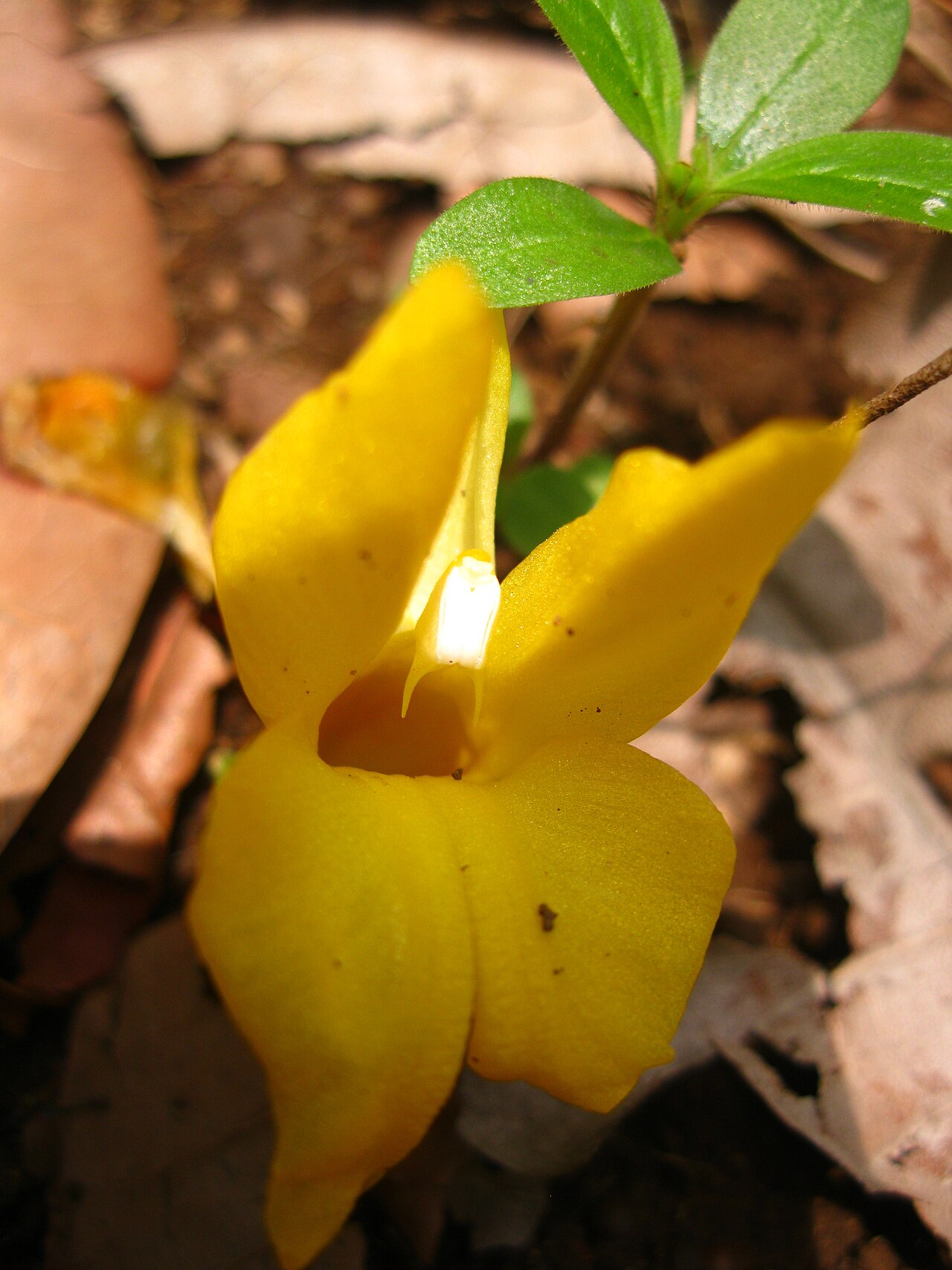 Curcuma oligantha