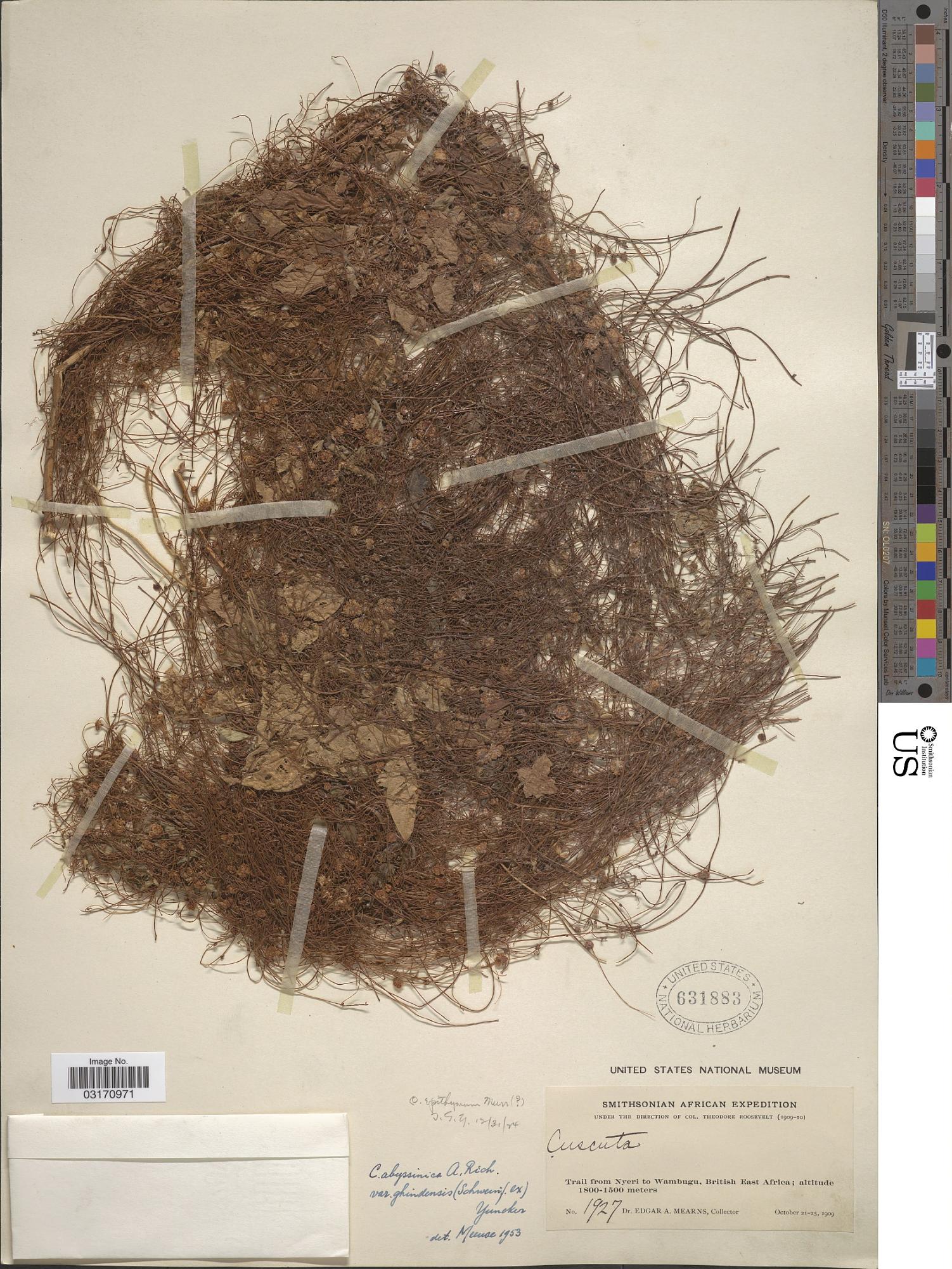 Cuscuta abyssinica