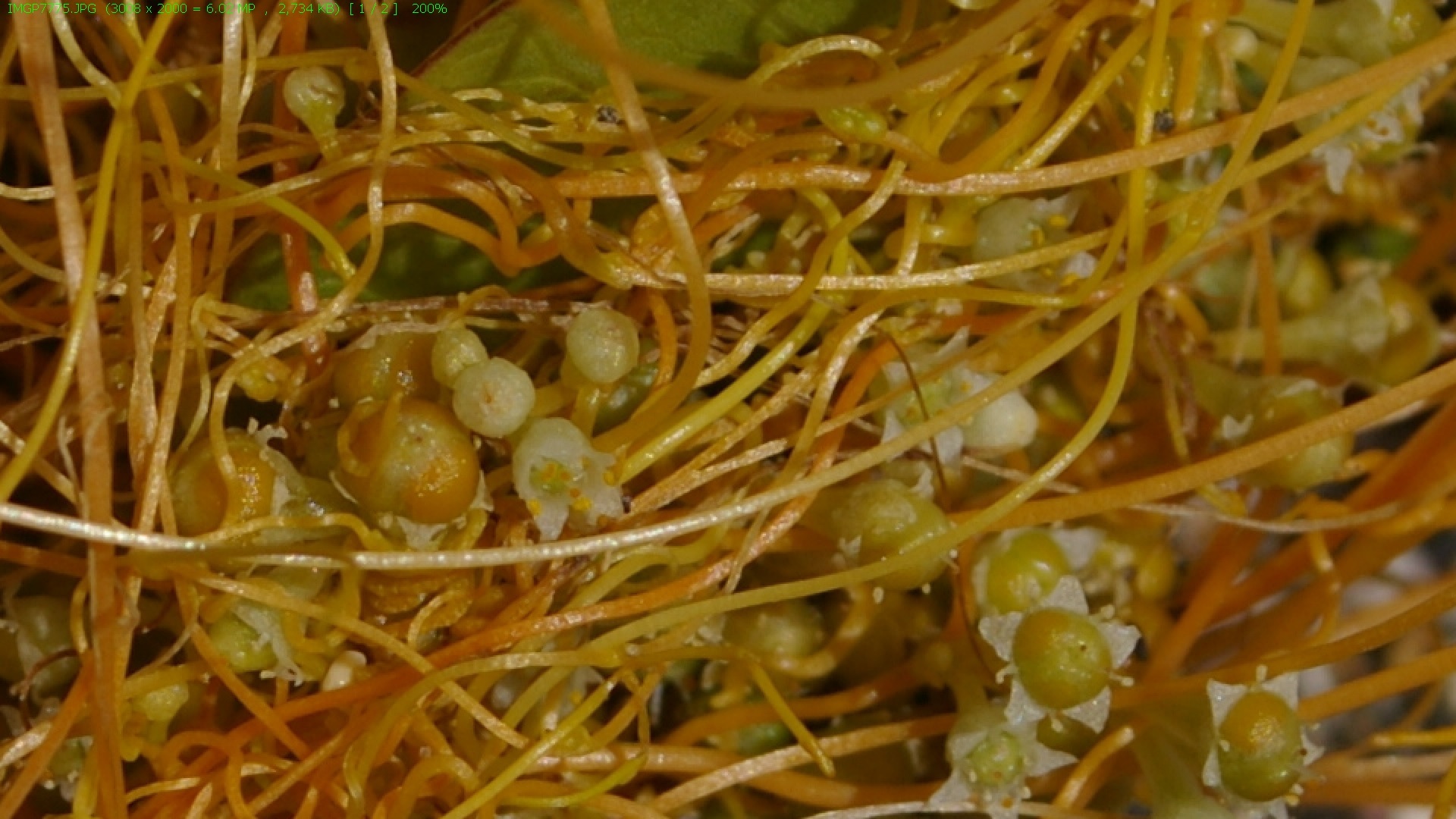 Cuscuta acuta