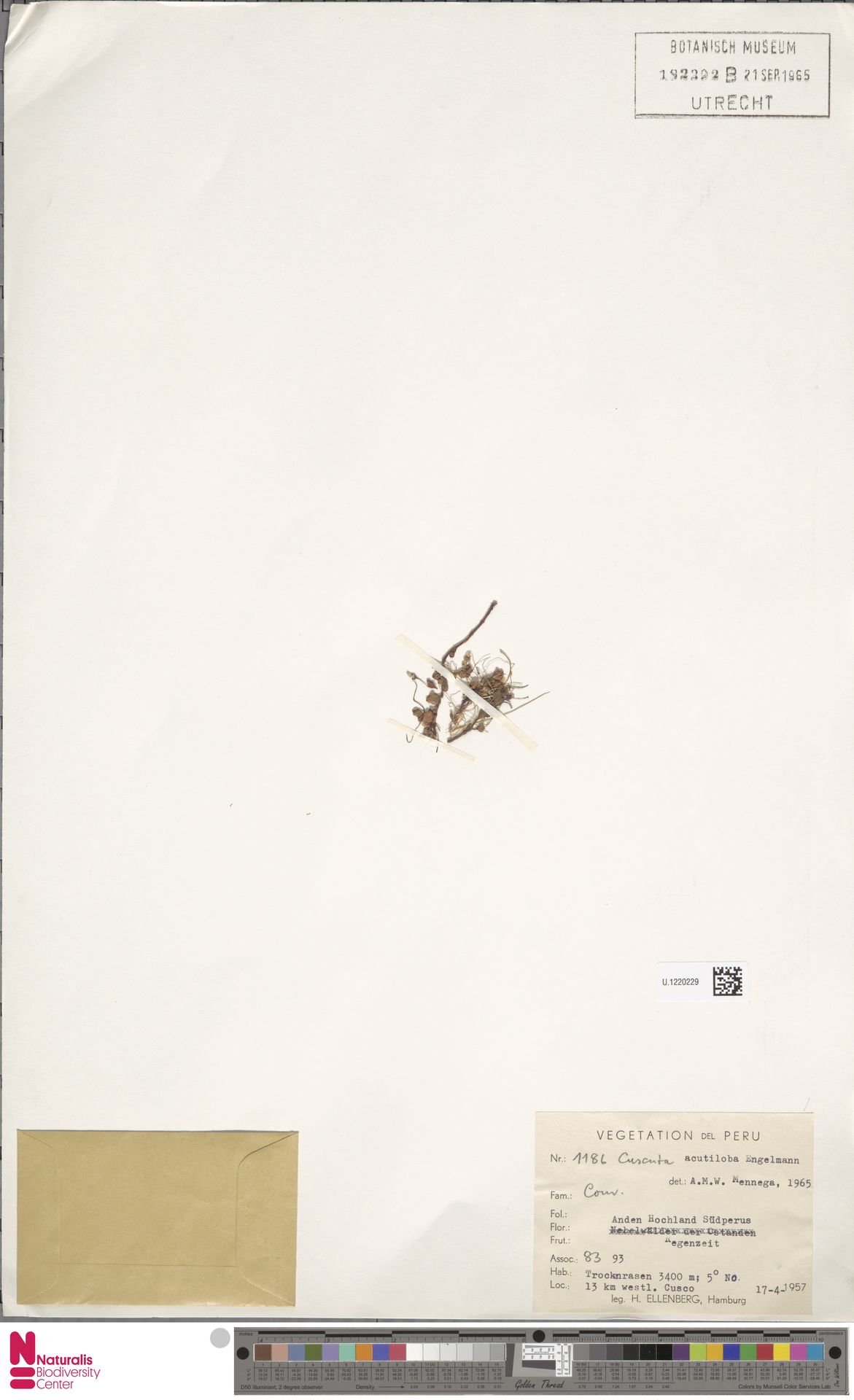 Cuscuta acutiloba