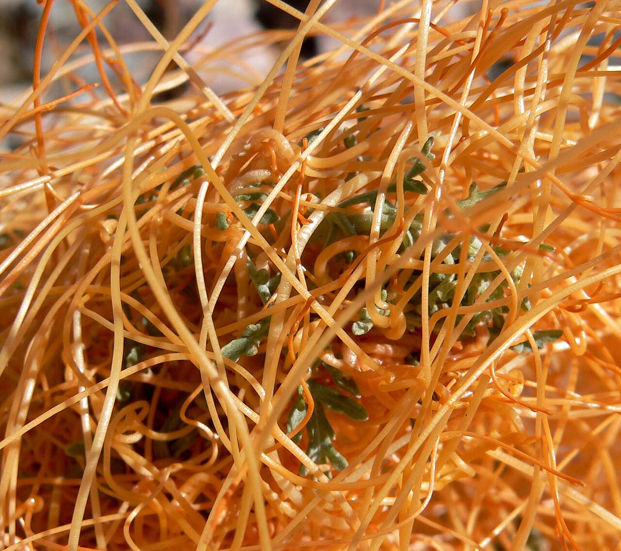 Cuscuta americana