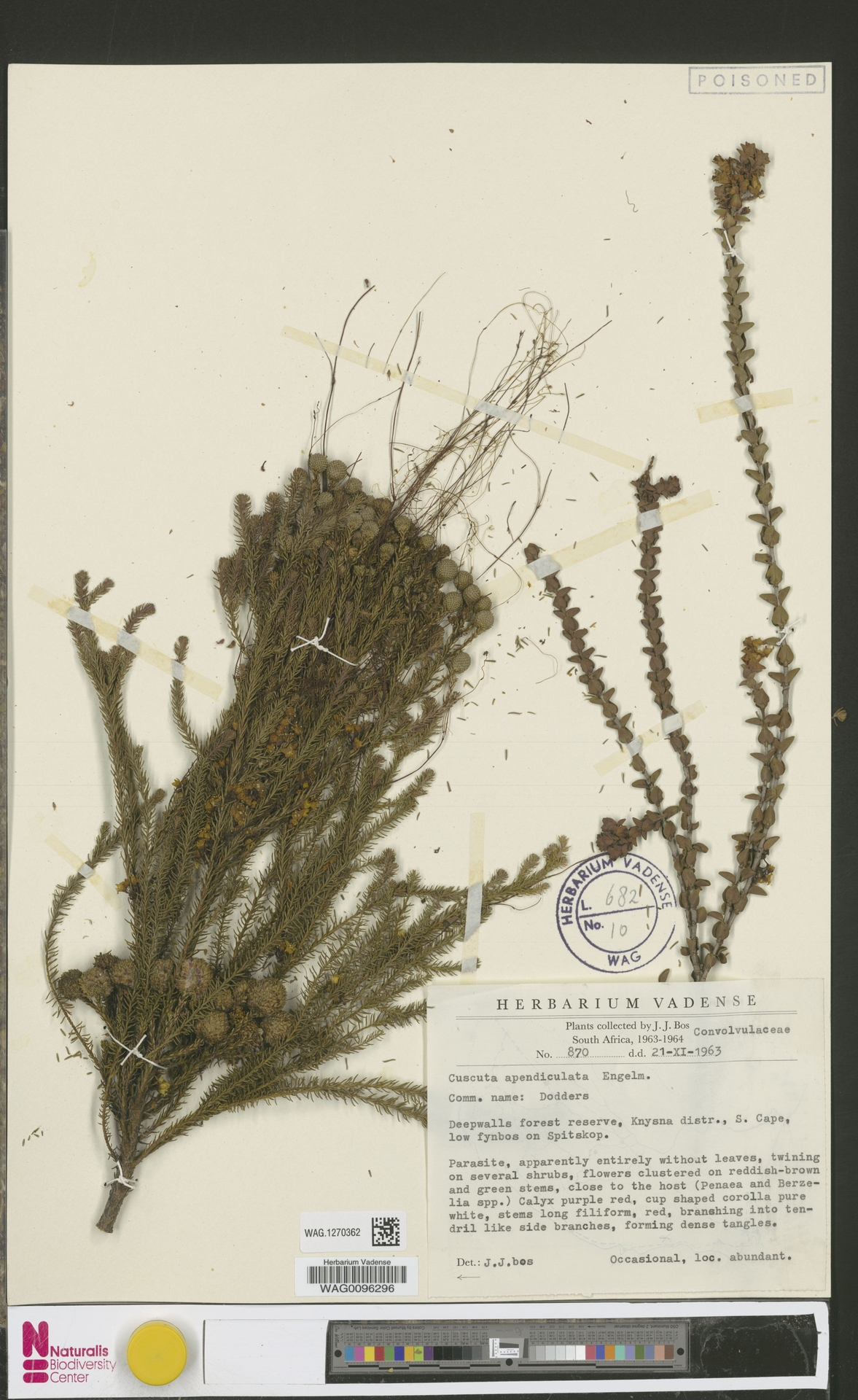 Cuscuta appendiculata