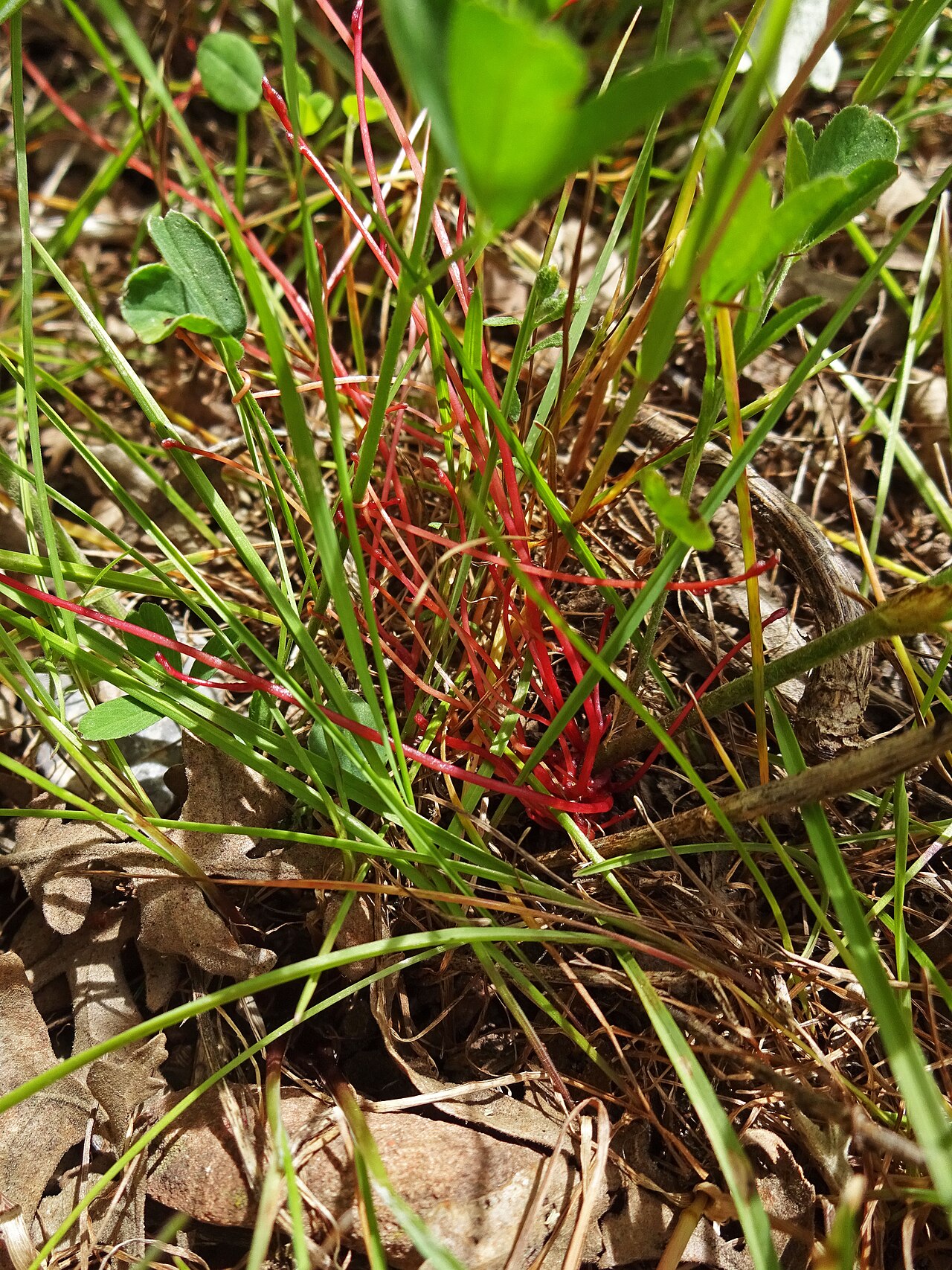 Cuscuta approximata