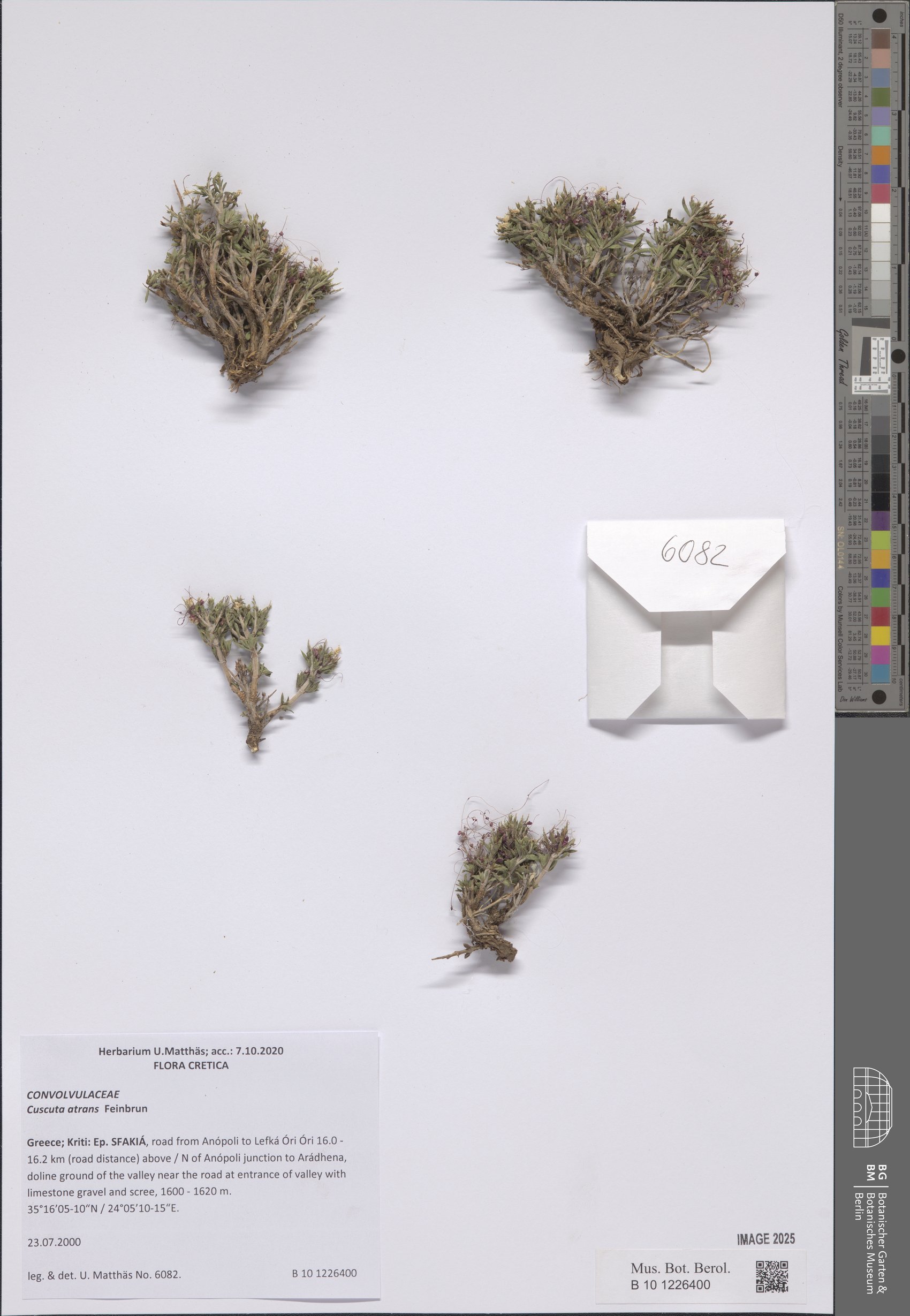 Cuscuta atrans