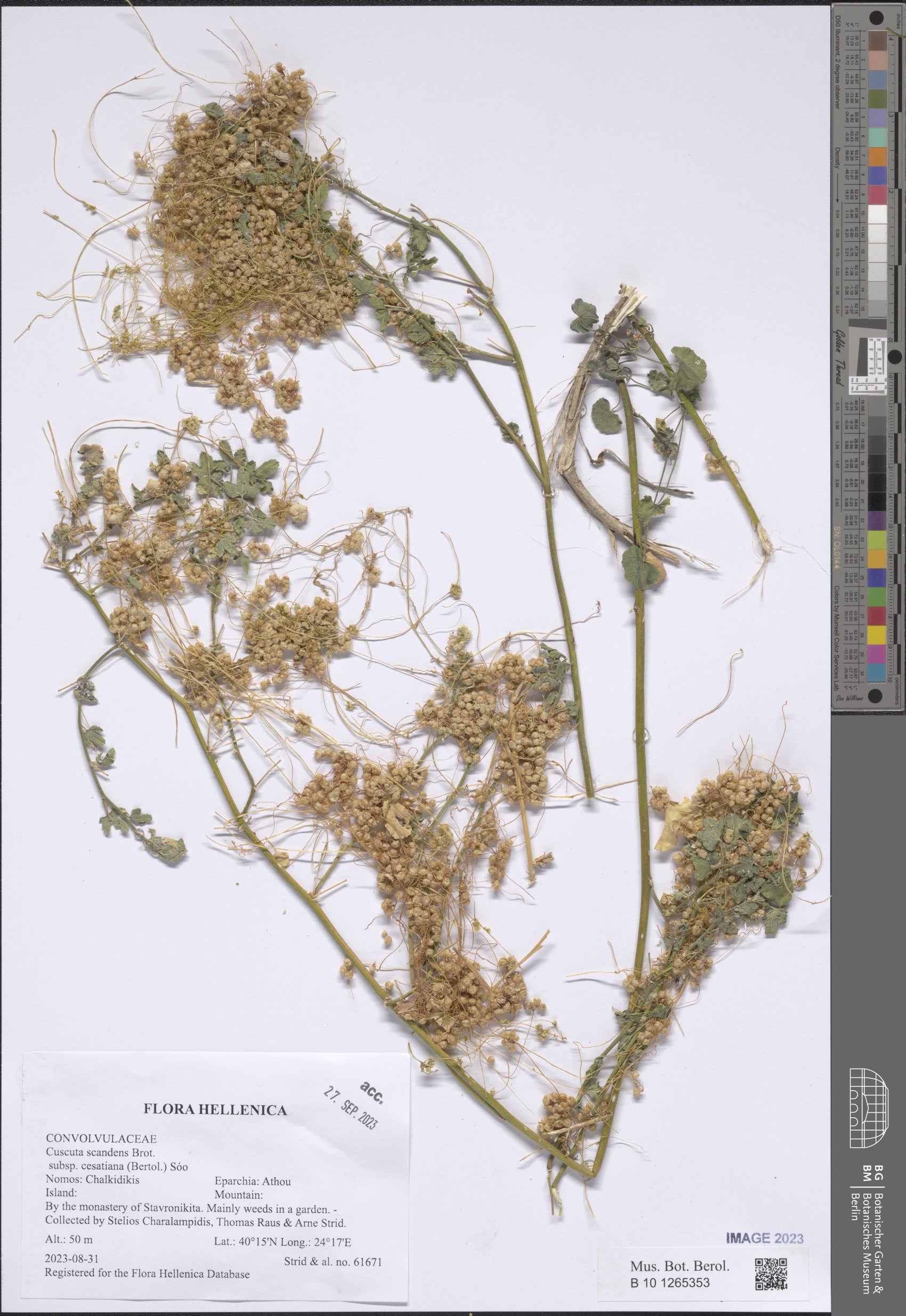 Cuscuta australis