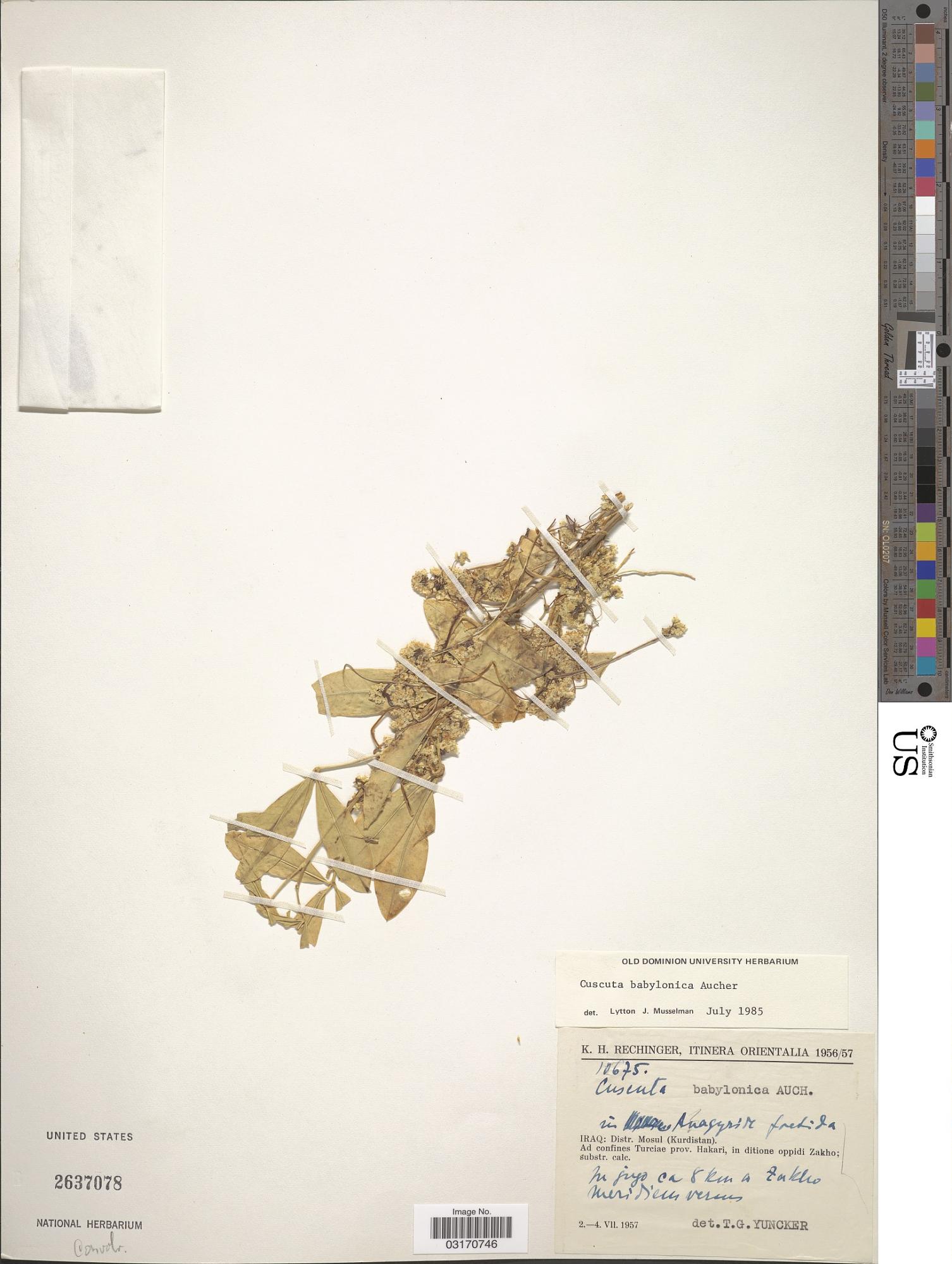 Cuscuta babylonica