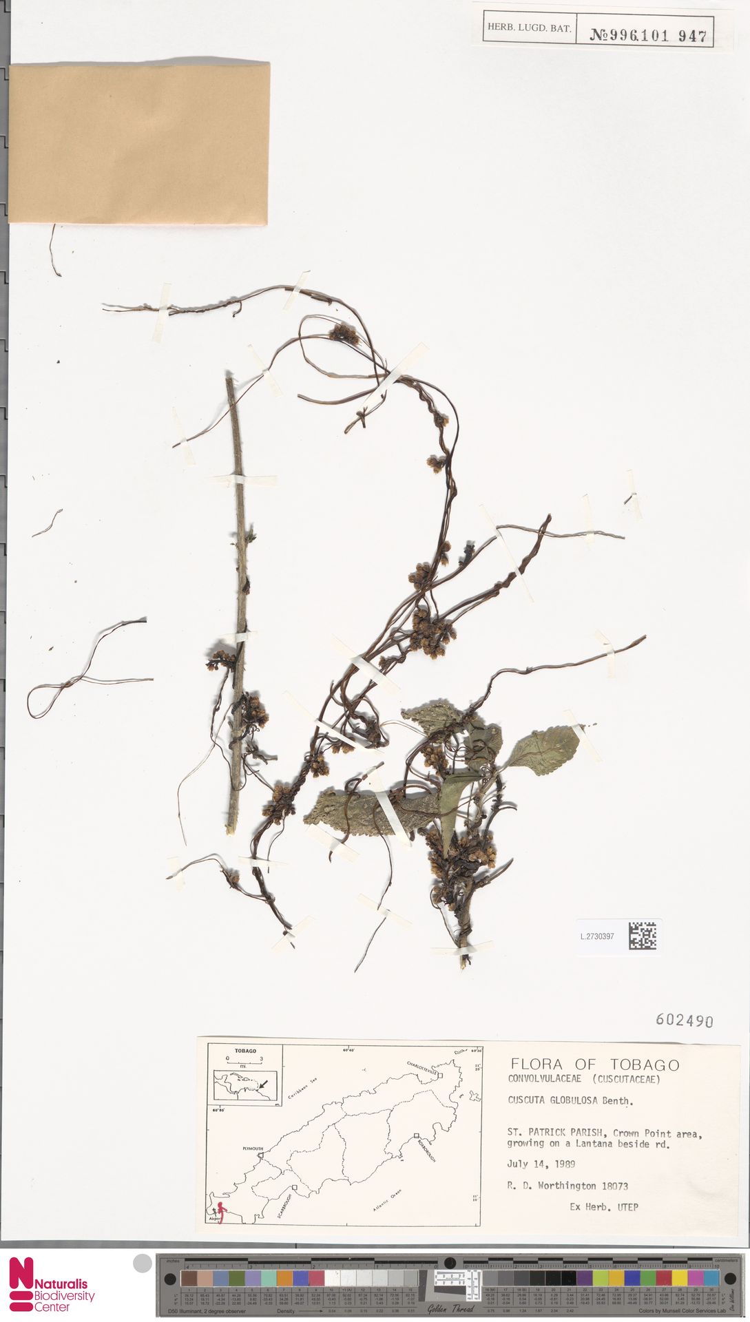 Cuscuta balansae