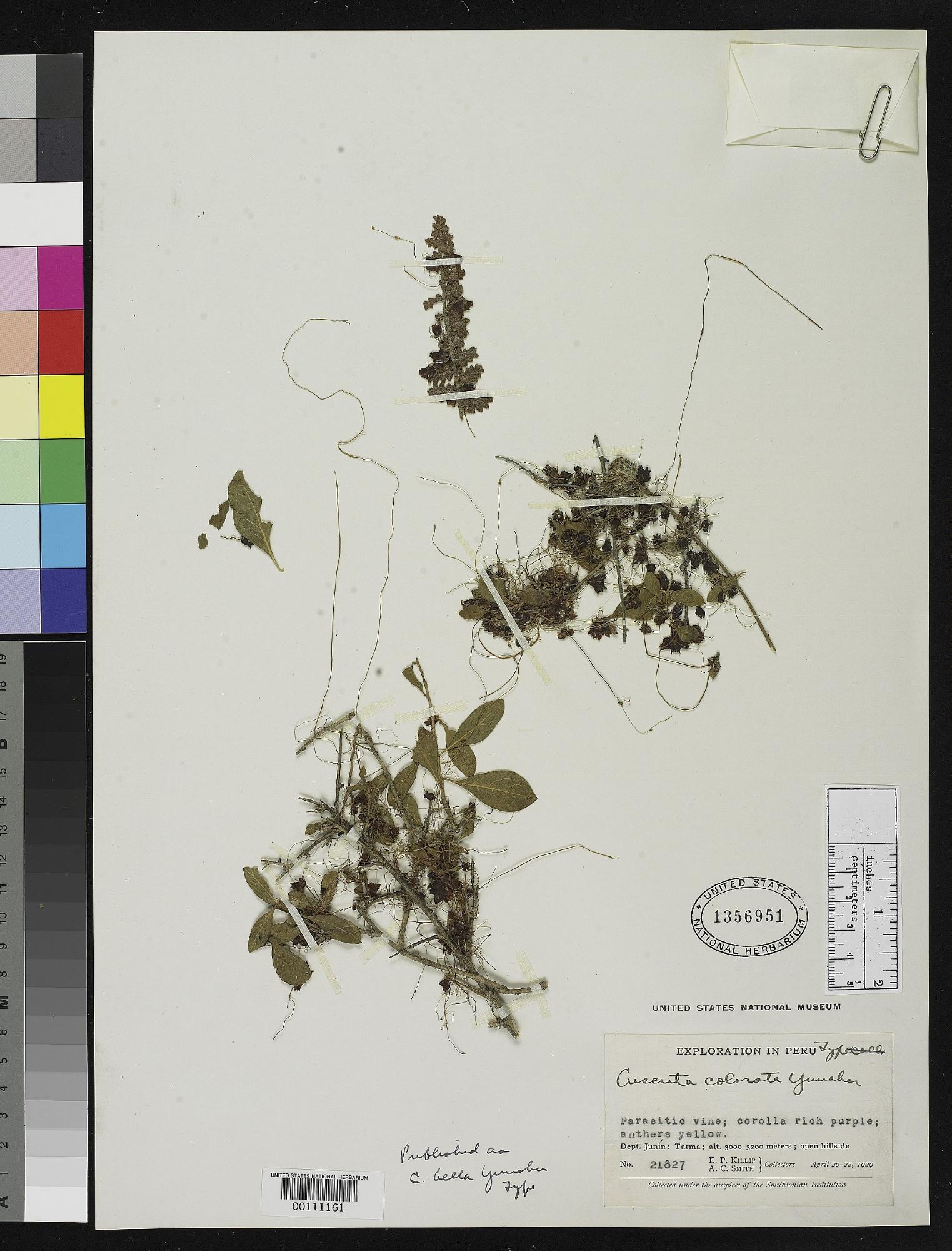 Cuscuta bella