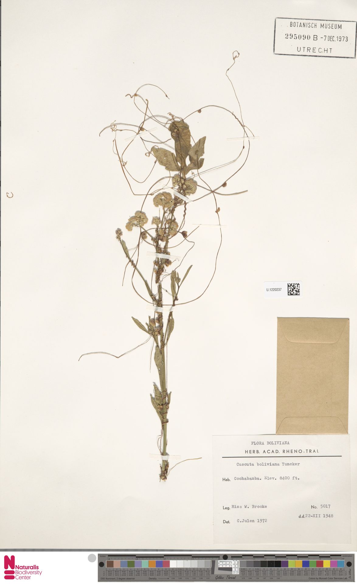 Cuscuta boliviana
