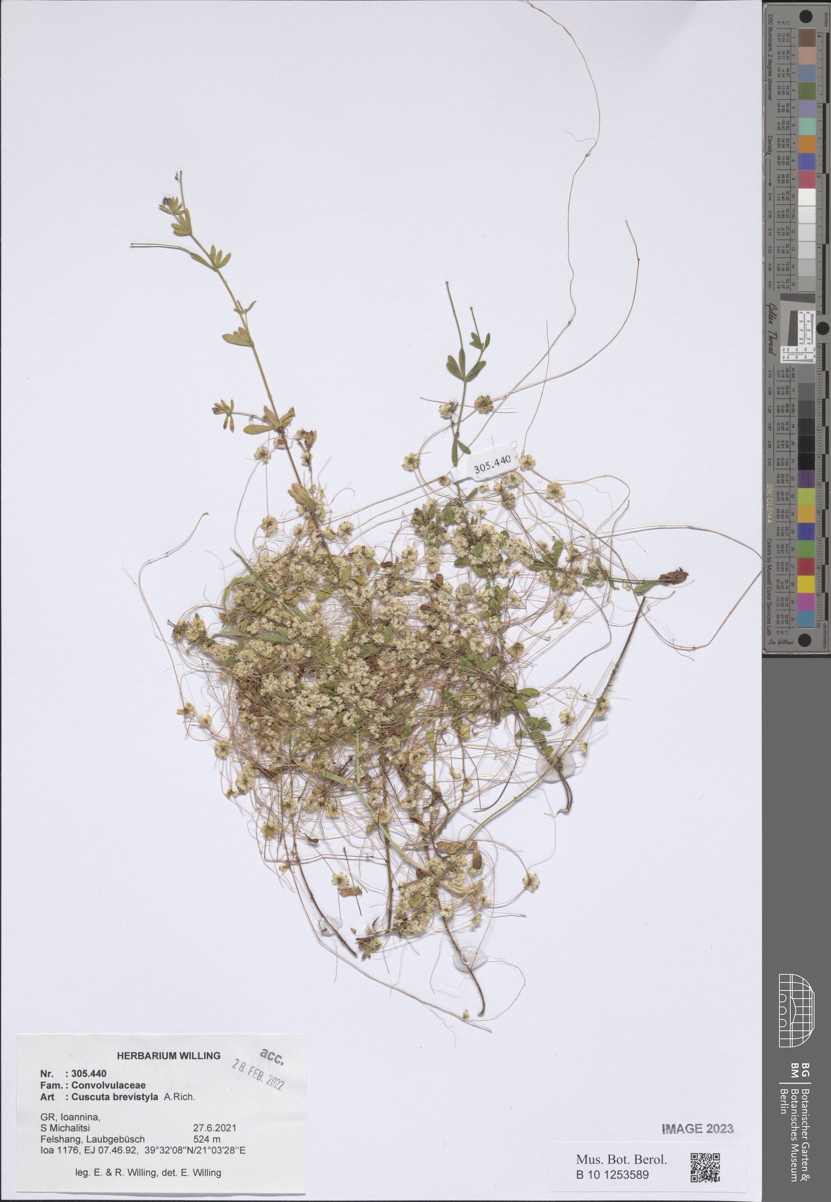 Cuscuta brevistyla