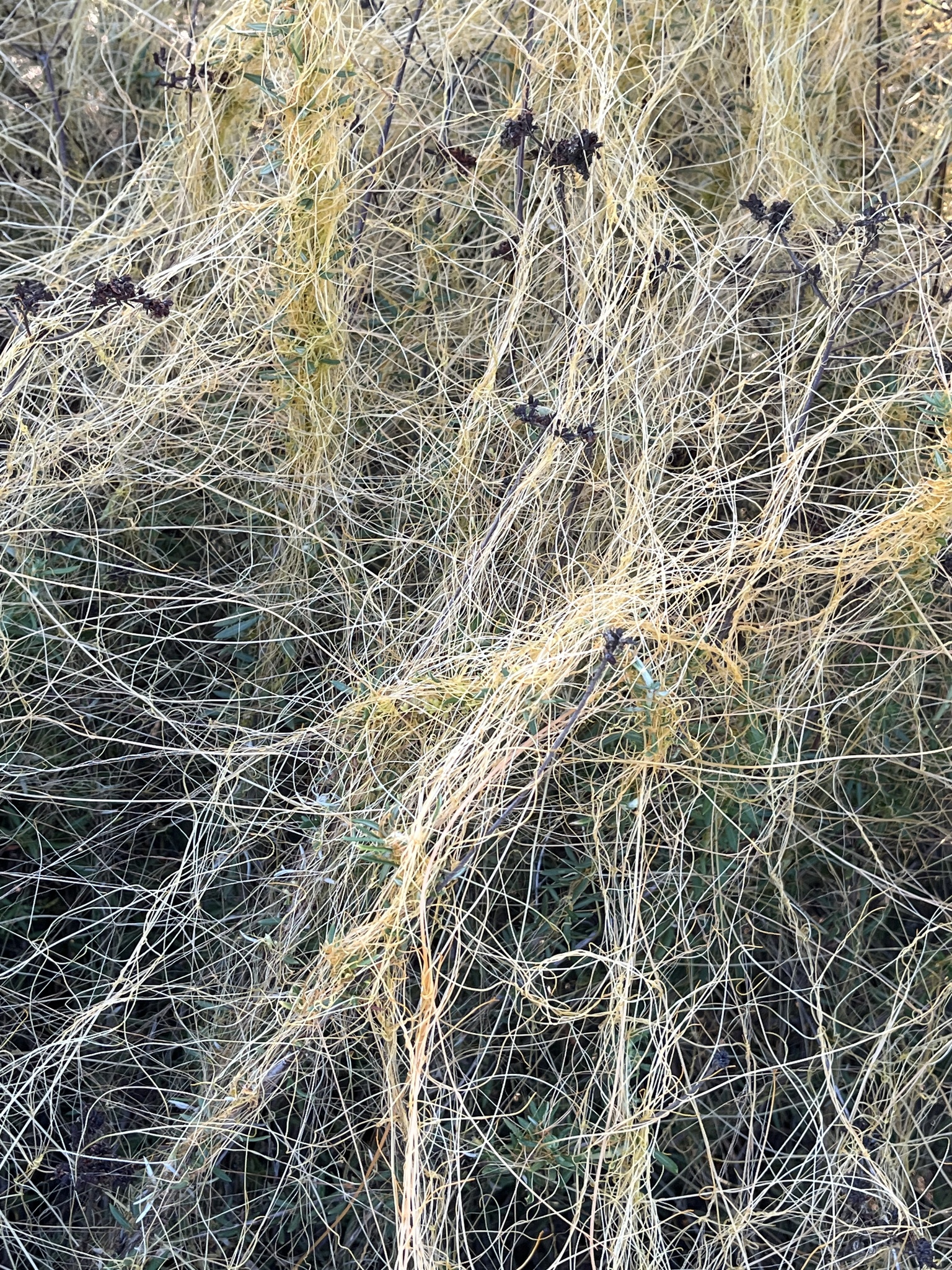 Cuscuta californica