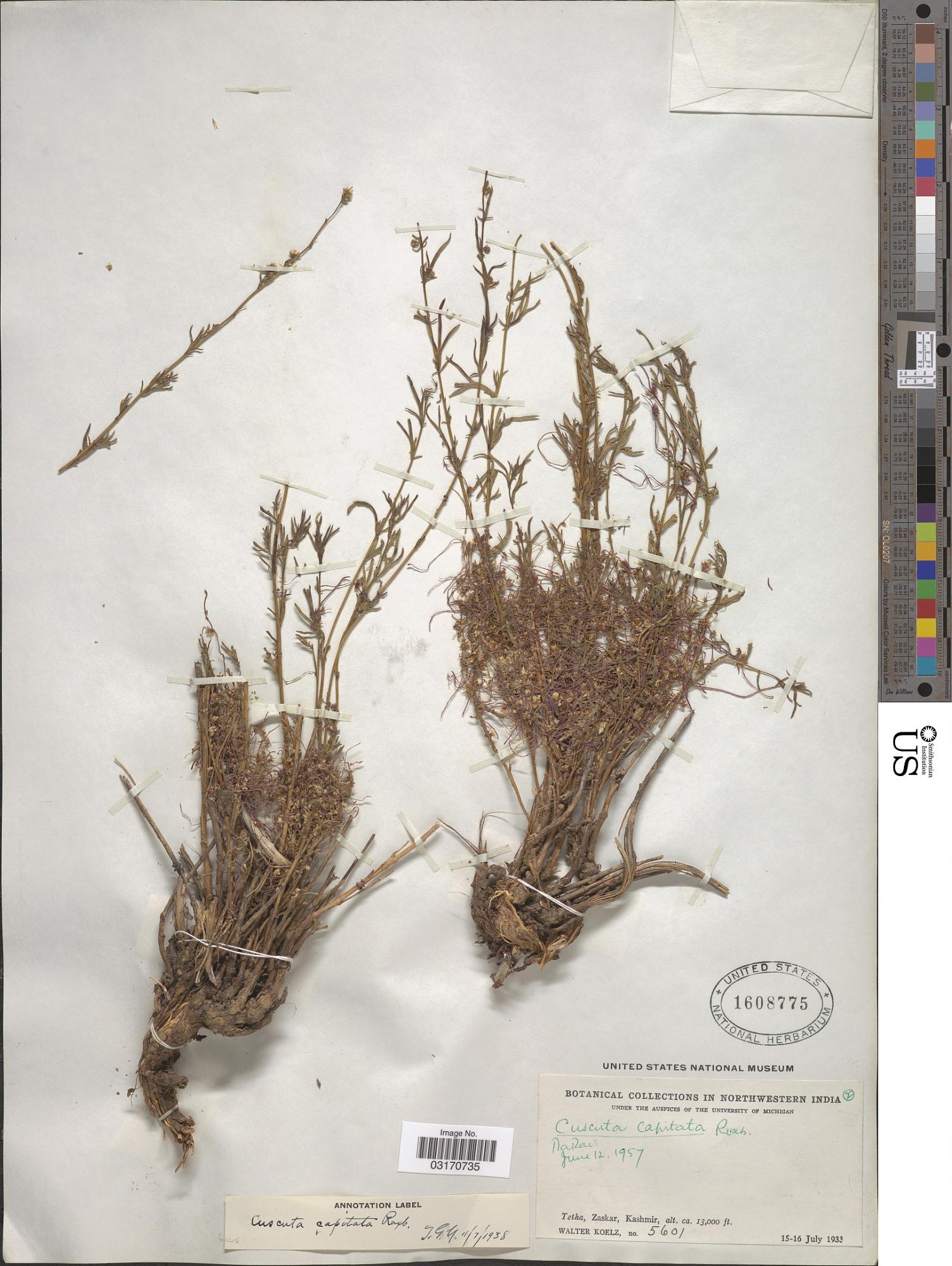 Cuscuta capitata
