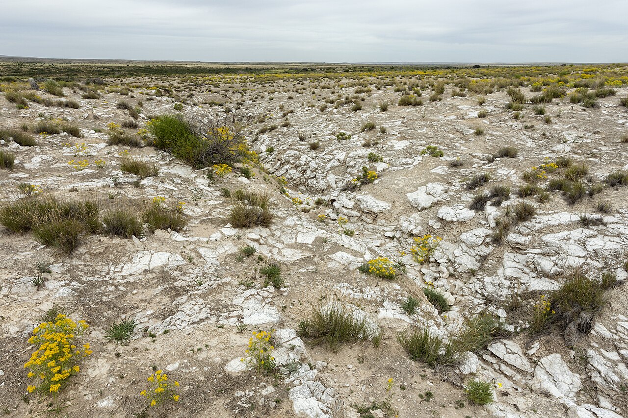 Cuscuta carnosa