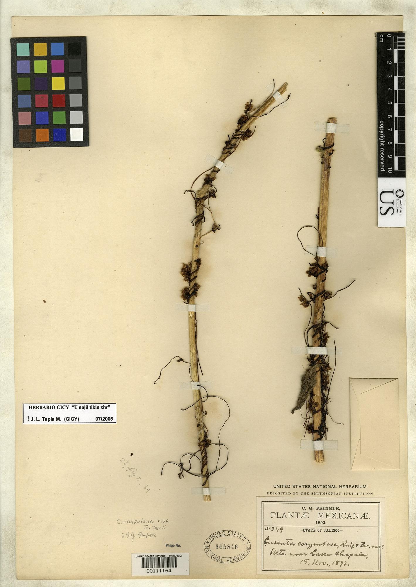 Cuscuta chapalana