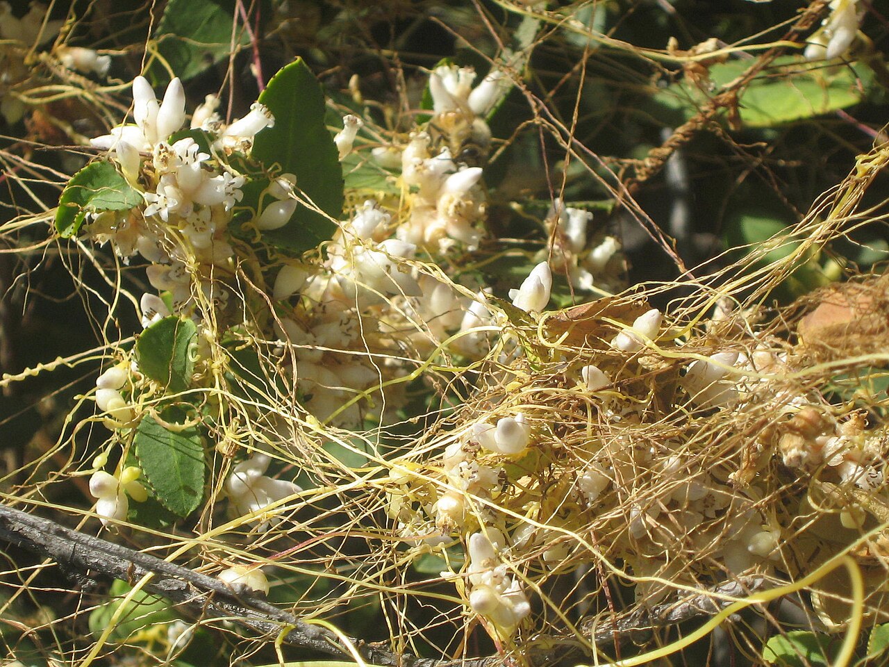 Cuscuta chilensis