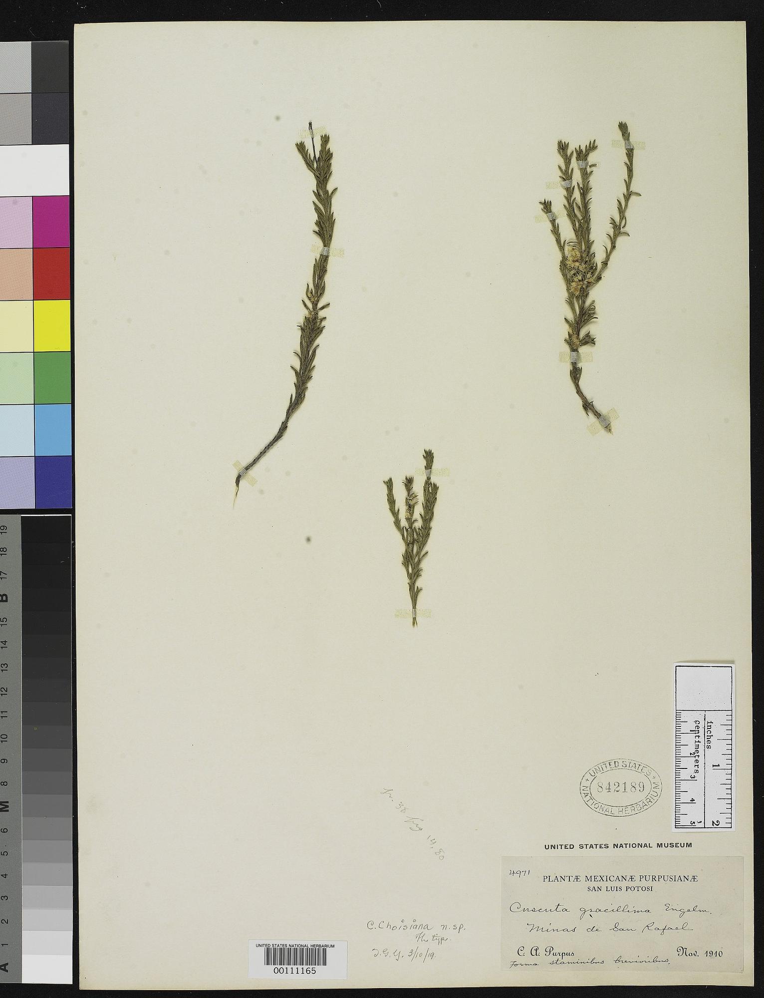 Cuscuta choisiana