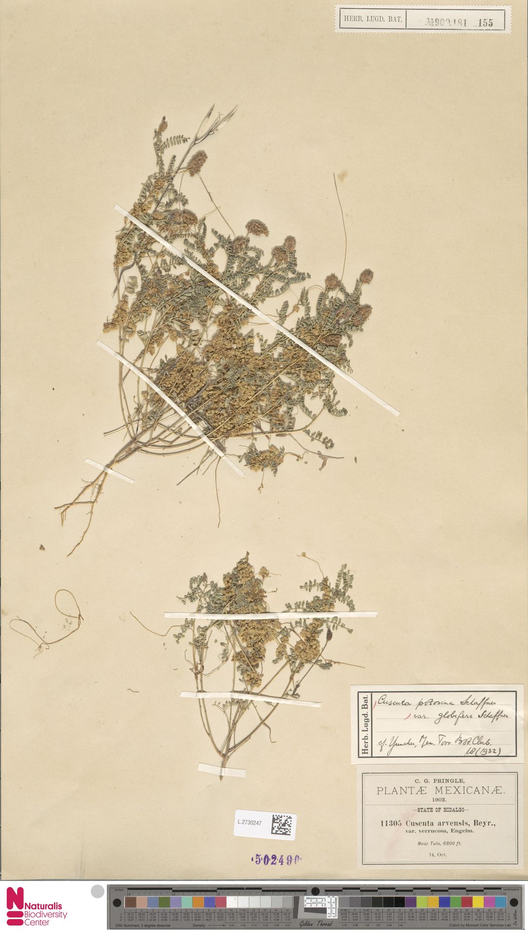 Cuscuta cockerellae
