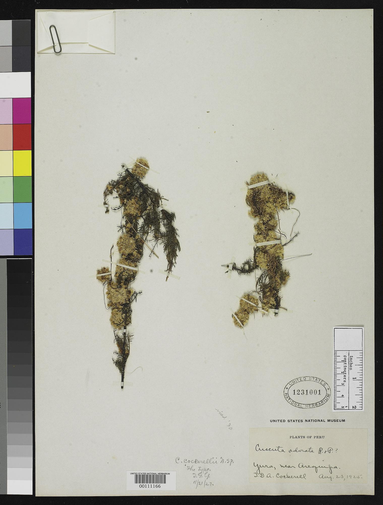 Cuscuta cockerellii