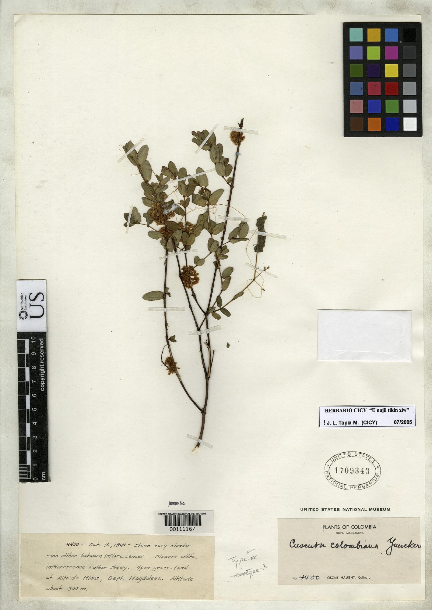 Cuscuta colombiana