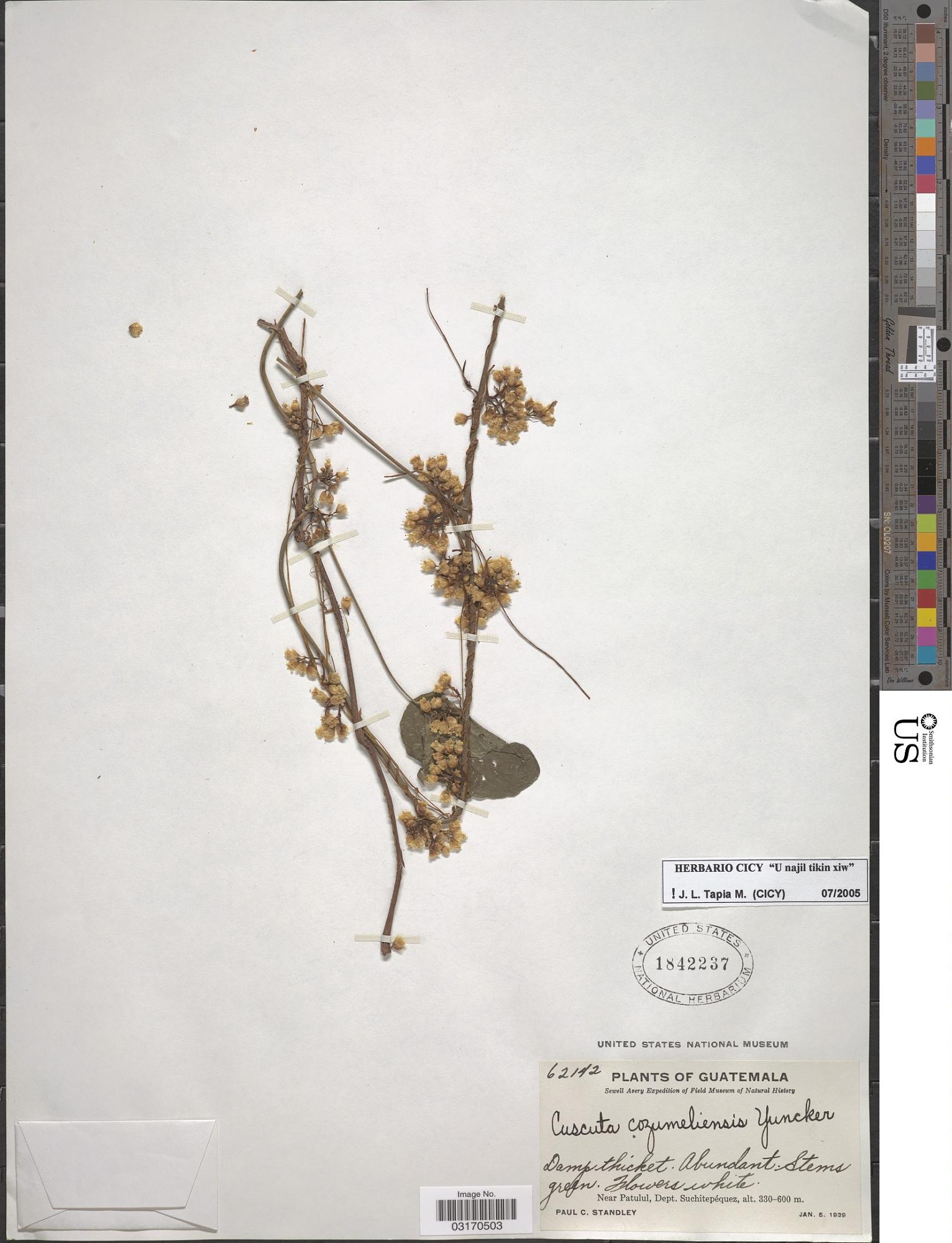 Cuscuta cozumeliensis