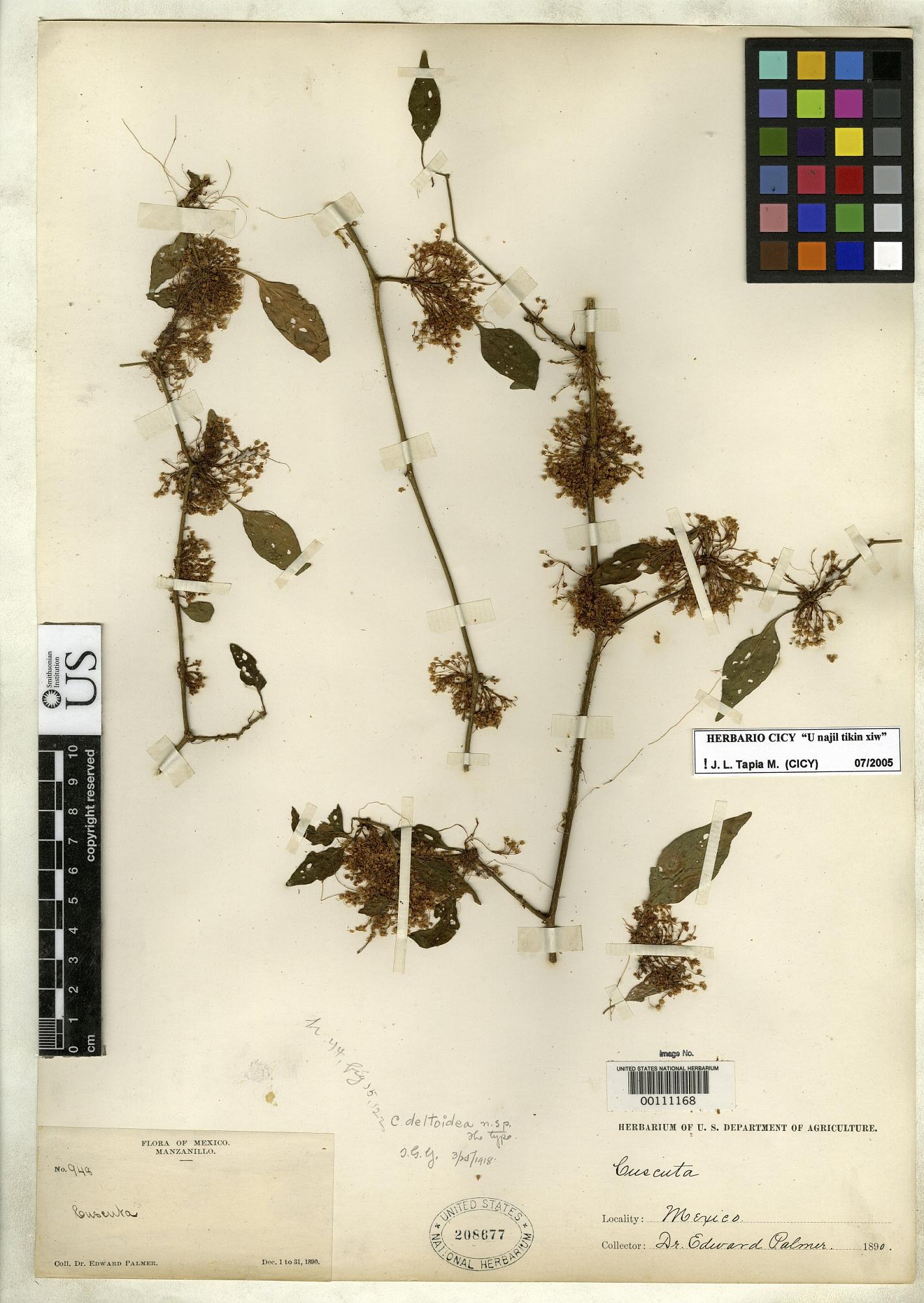 Cuscuta deltoidea
