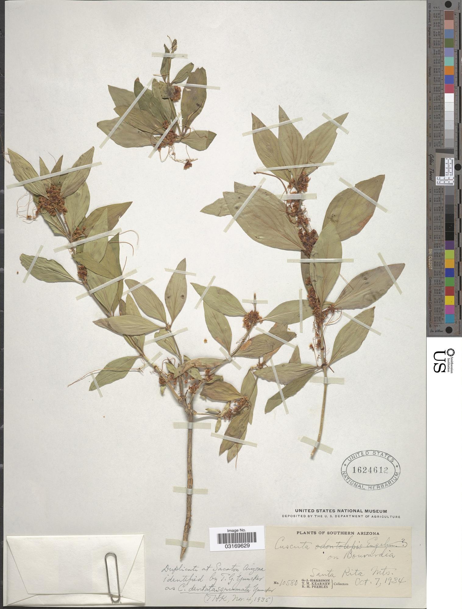 Cuscuta dentatasquamata