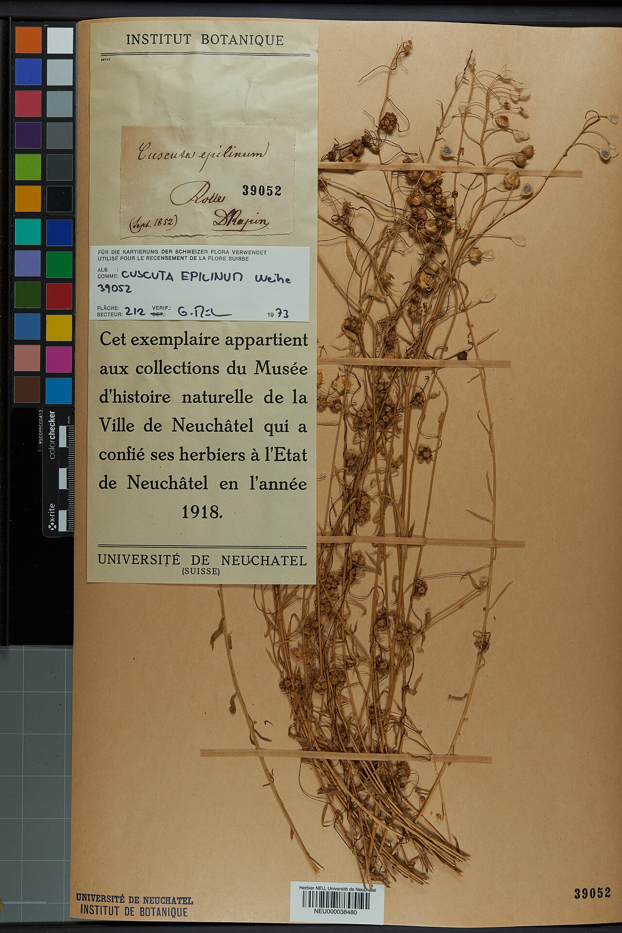 Cuscuta epilinum
