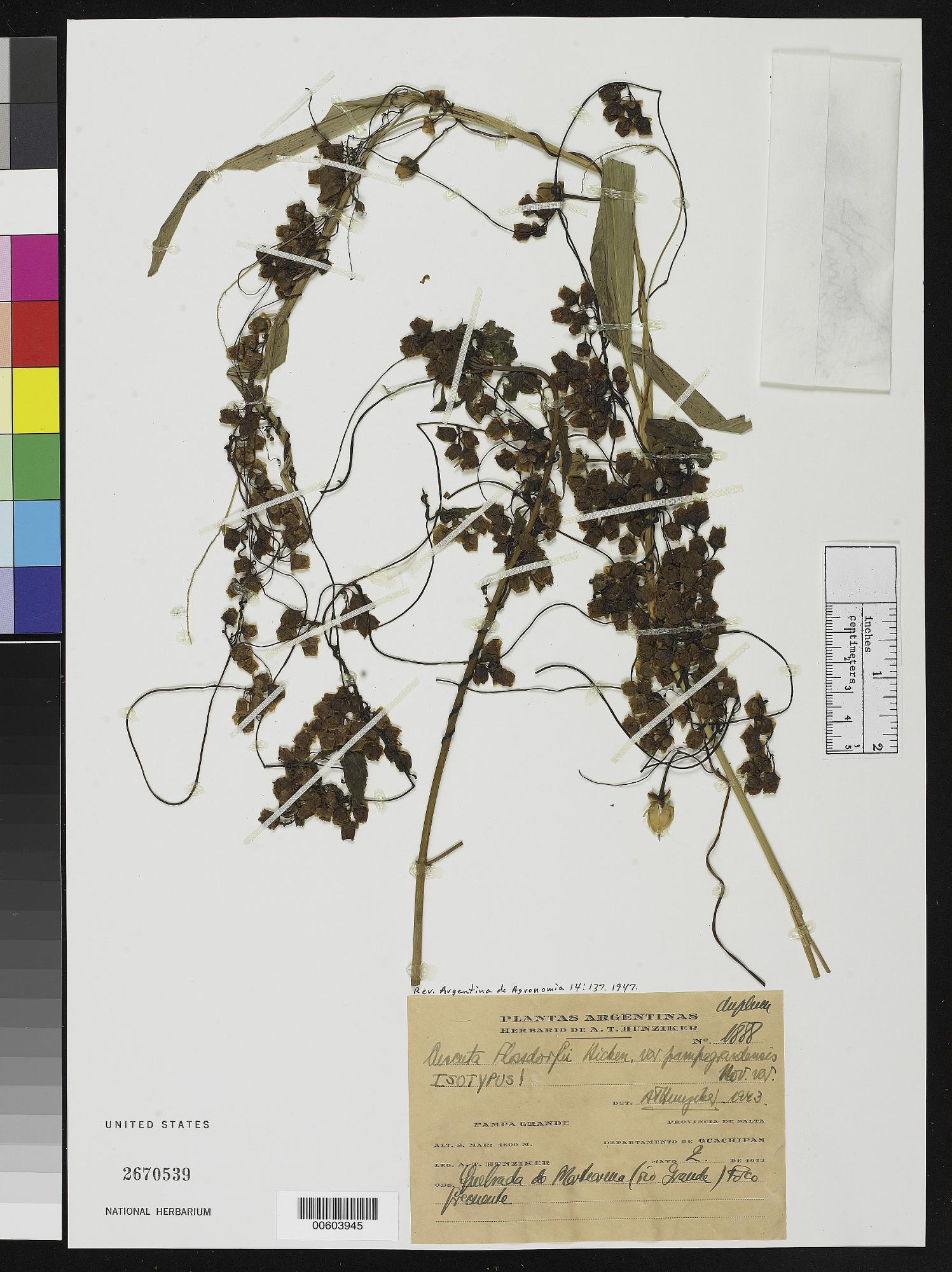 Cuscuta flossdorfii