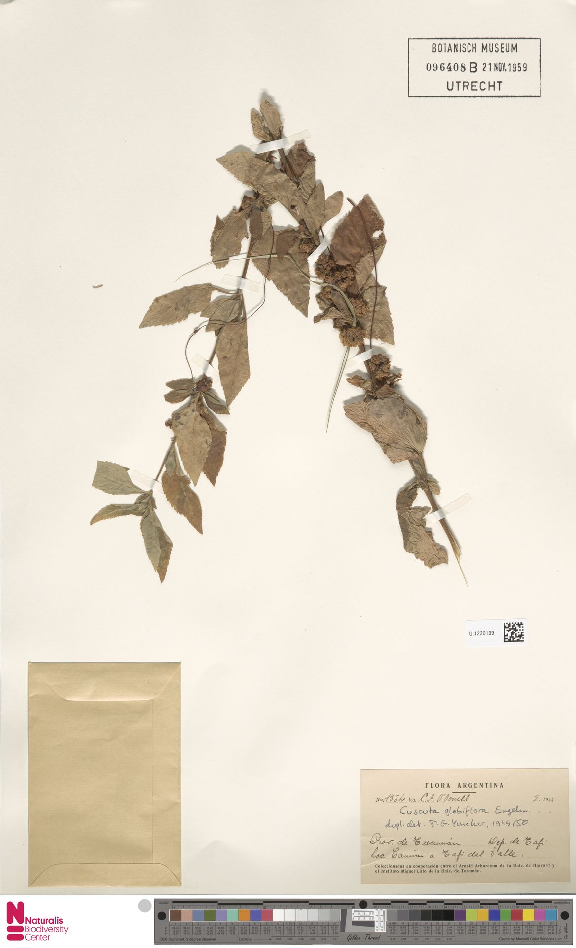 Cuscuta globiflora