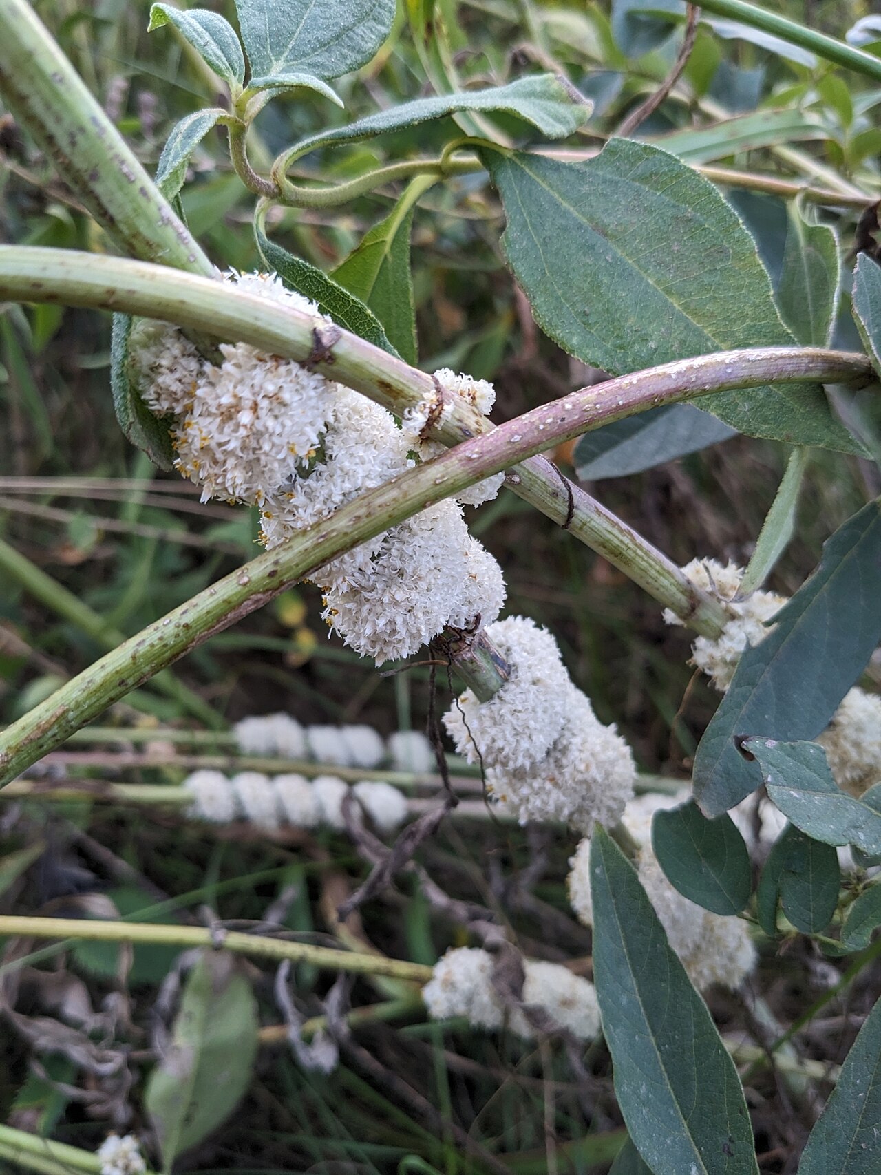 Cuscuta glomerata