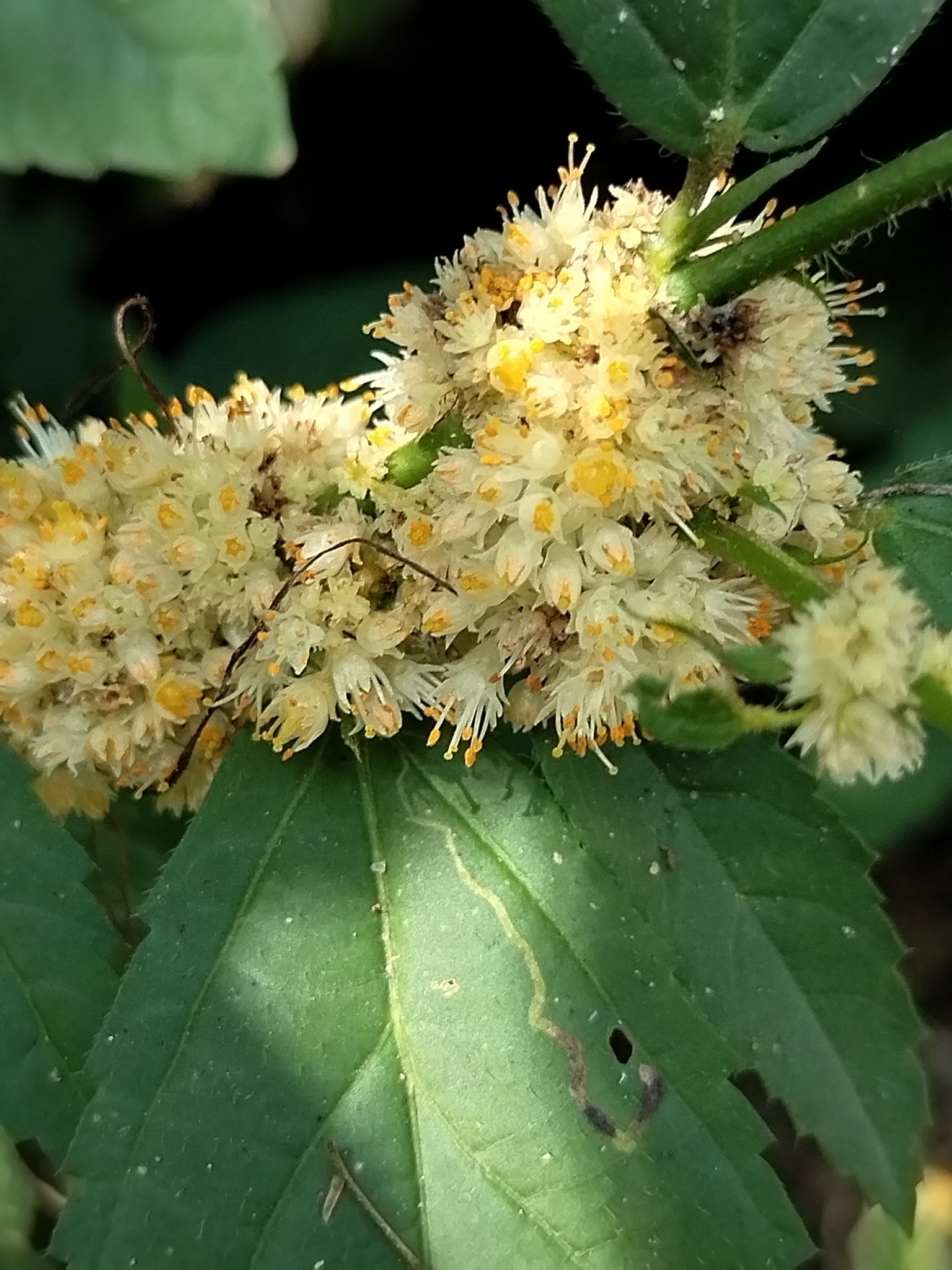 Cuscuta gracillima