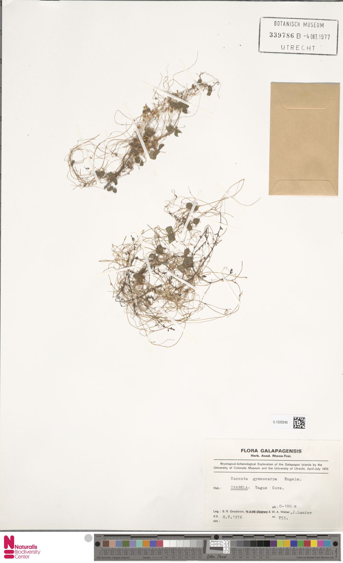 Cuscuta gymnocarpa