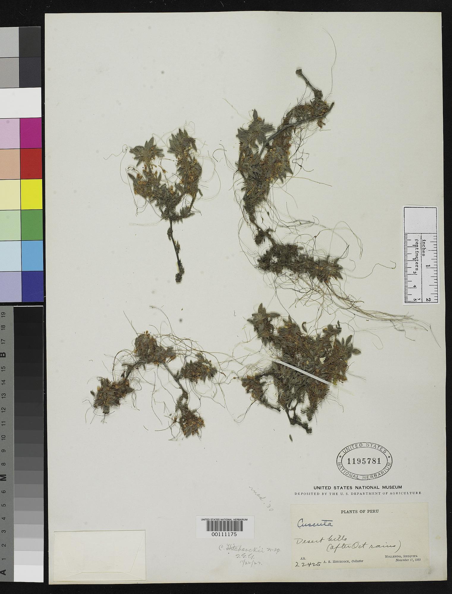 Cuscuta hitchcockii